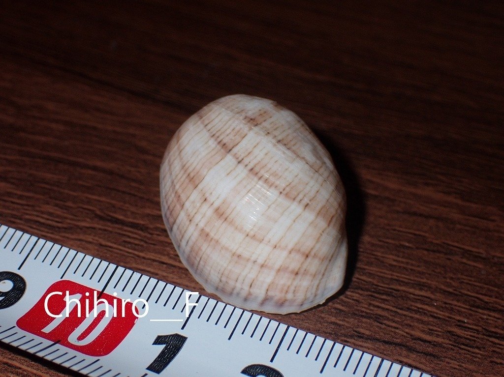 拾いに行くならこんな貝殻㉑ナミマガシワ、フクトコブシ、トウマキボラ