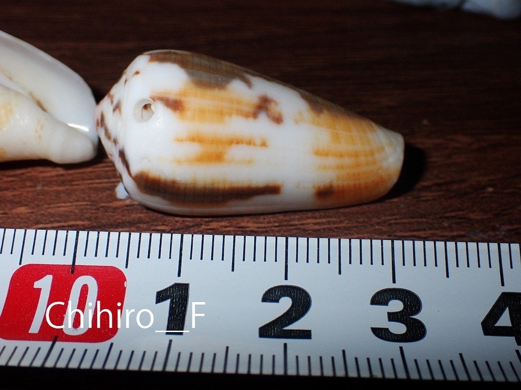 拾いに行くならこんな貝殻㉒オニサザエ、キサゴ、マスオガイ、ヤキイモ