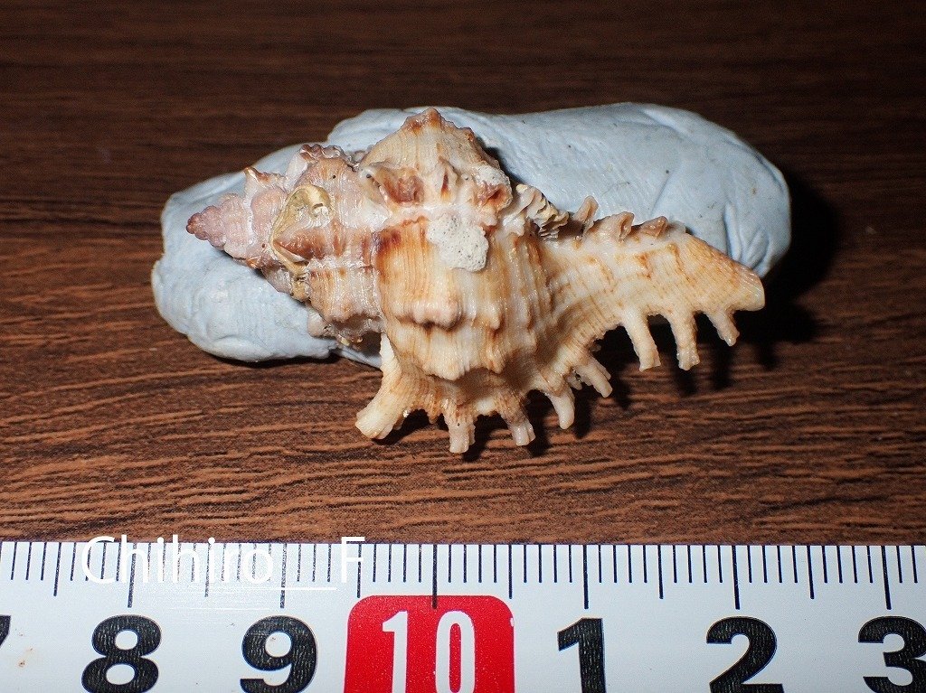 拾いに行くならこんな貝殻㉒オニサザエ、キサゴ、マスオガイ、ヤキイモ