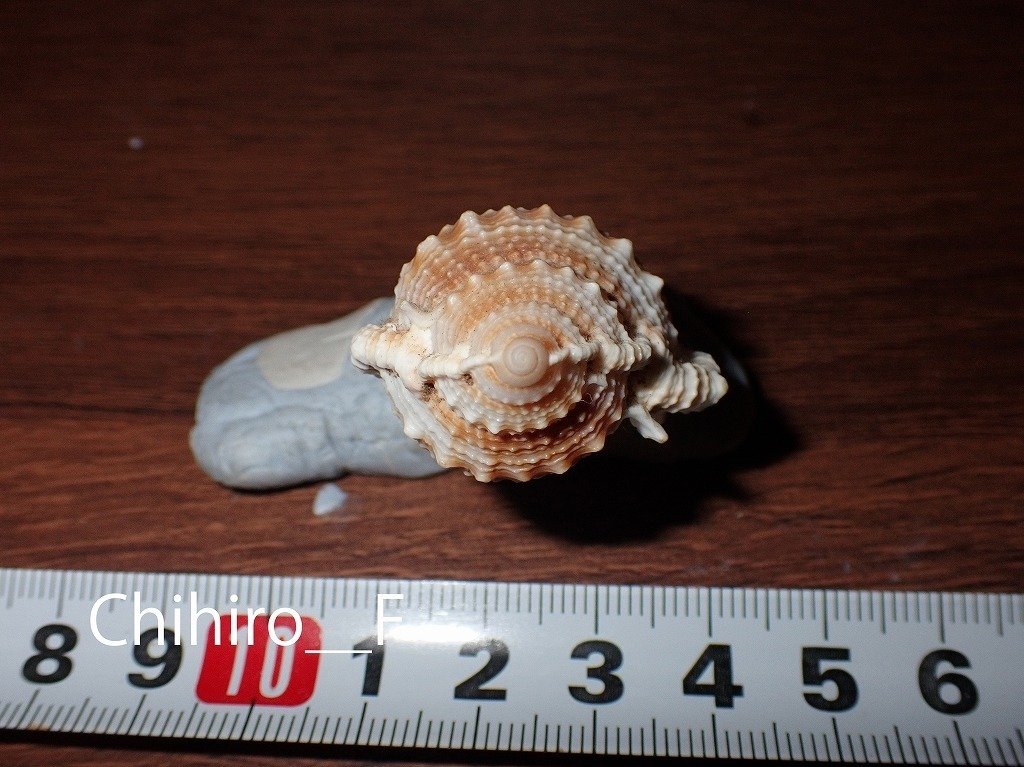 拾いに行くならこんな貝殻㉒オニサザエ、キサゴ、マスオガイ、ヤキイモ