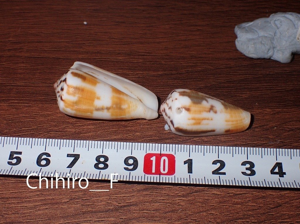 拾いに行くならこんな貝殻㉒オニサザエ、キサゴ、マスオガイ、ヤキイモ