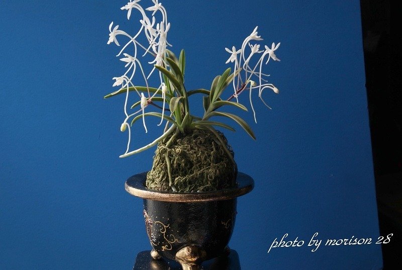 富貴蘭「寒霞渓」の花（過去の画像倉庫から）｜KJ Morison