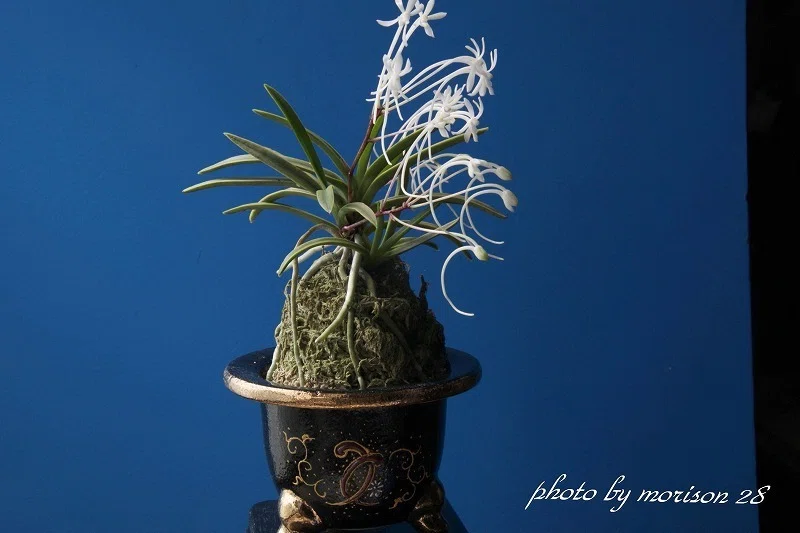 富貴蘭「寒霞渓」の花（過去の画像倉庫から）｜KJ Morison