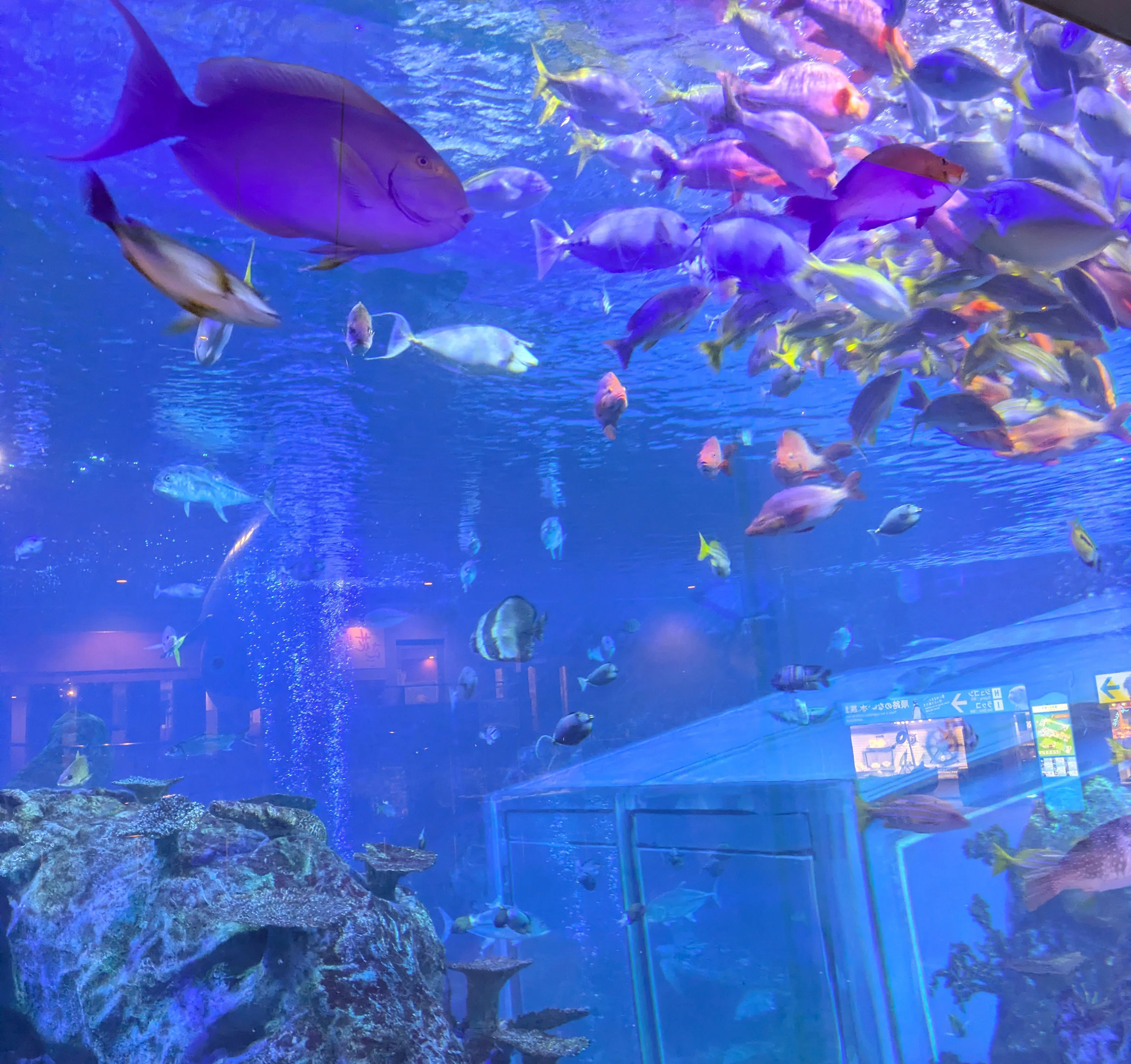 記念メダル】鳥羽水族館であつめる｜ATUPON