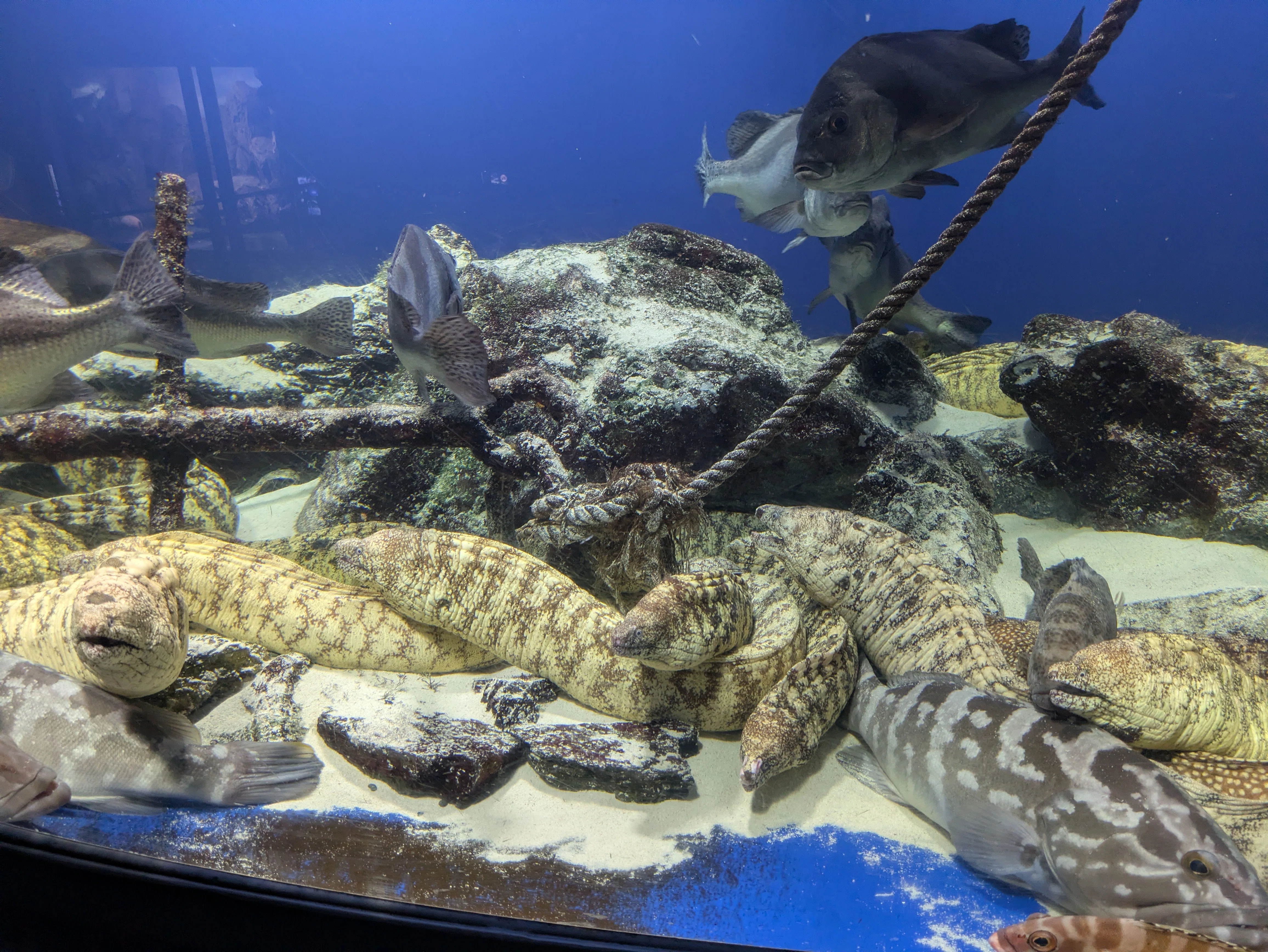 記念メダル】鳥羽水族館であつめる｜ATUPON