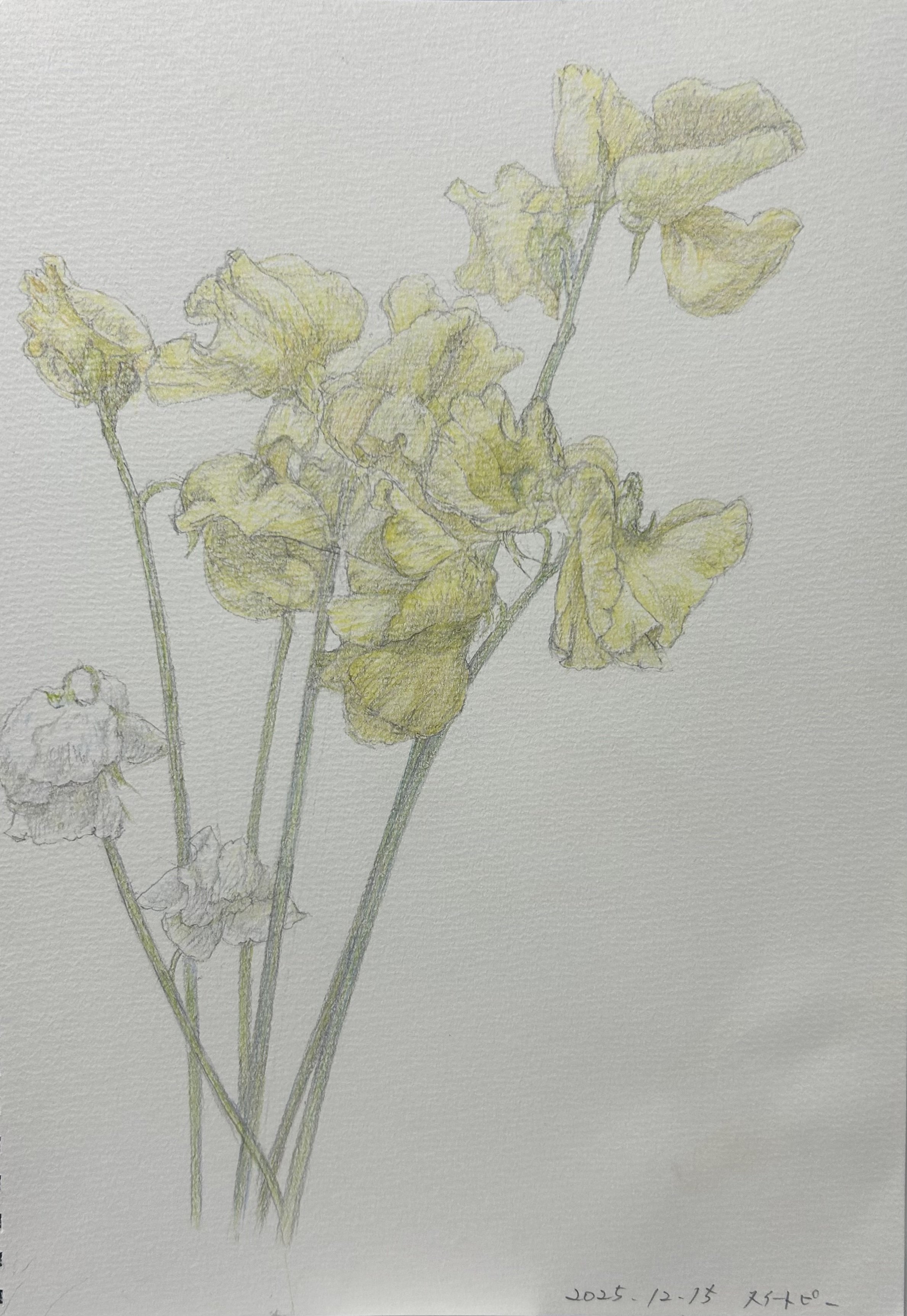 色鉛筆画『スイートピー』『薔薇』｜momenaga