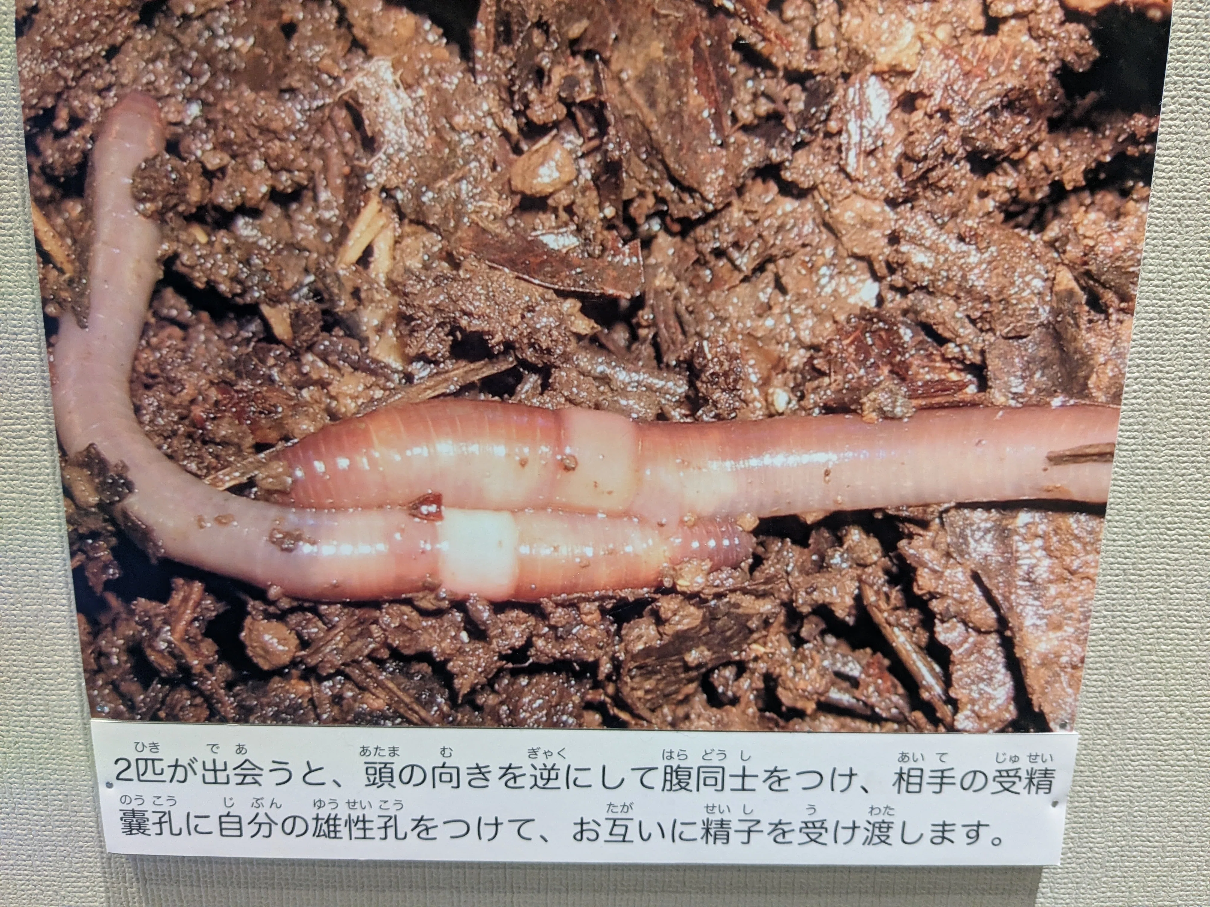 県立博物館 ”ミミズ展” にいってきました🪱｜タケチック®️