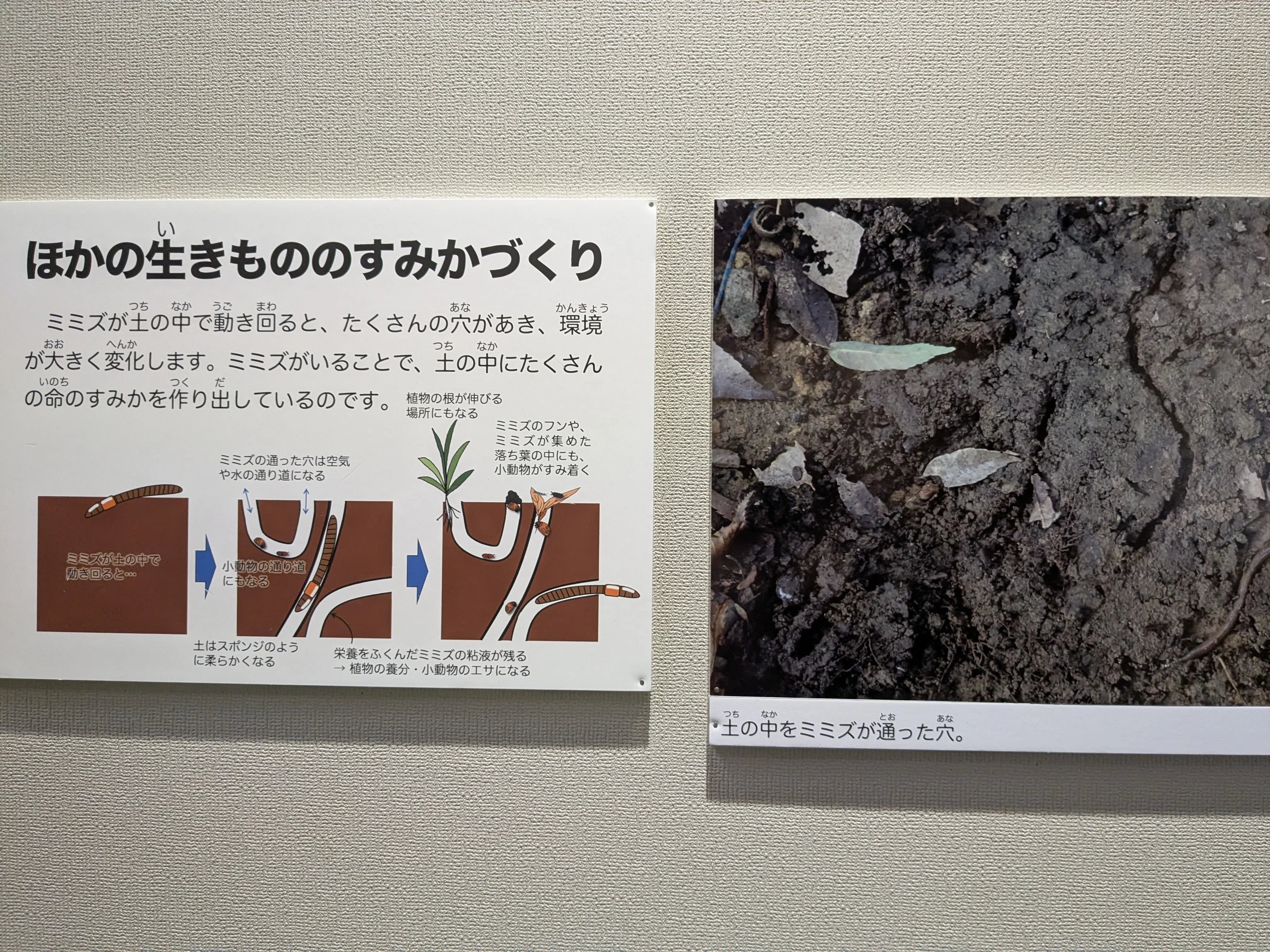 県立博物館 ”ミミズ展” にいってきました🪱｜タケチック®️