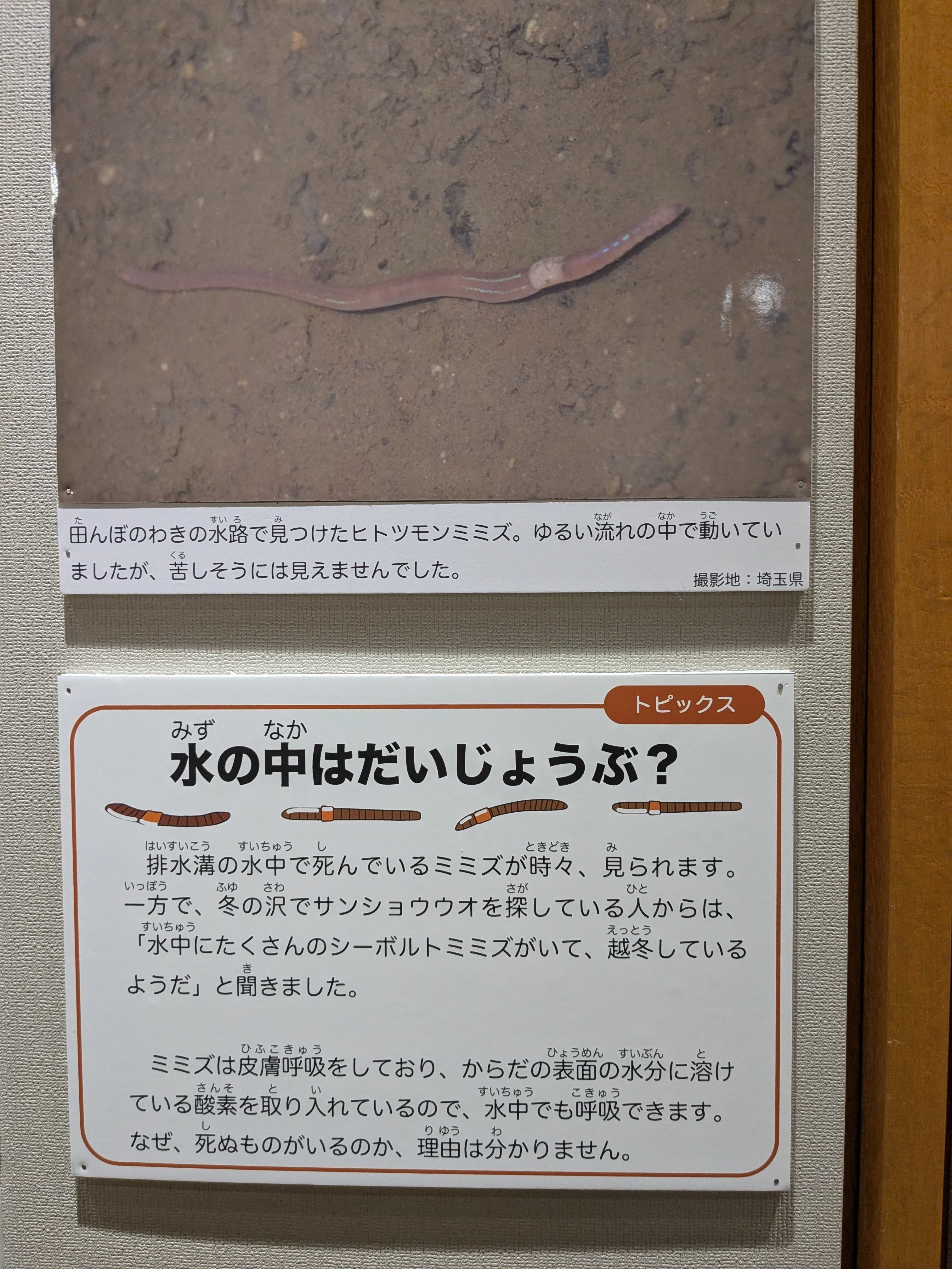 県立博物館 ”ミミズ展” にいってきました🪱｜タケチック®️