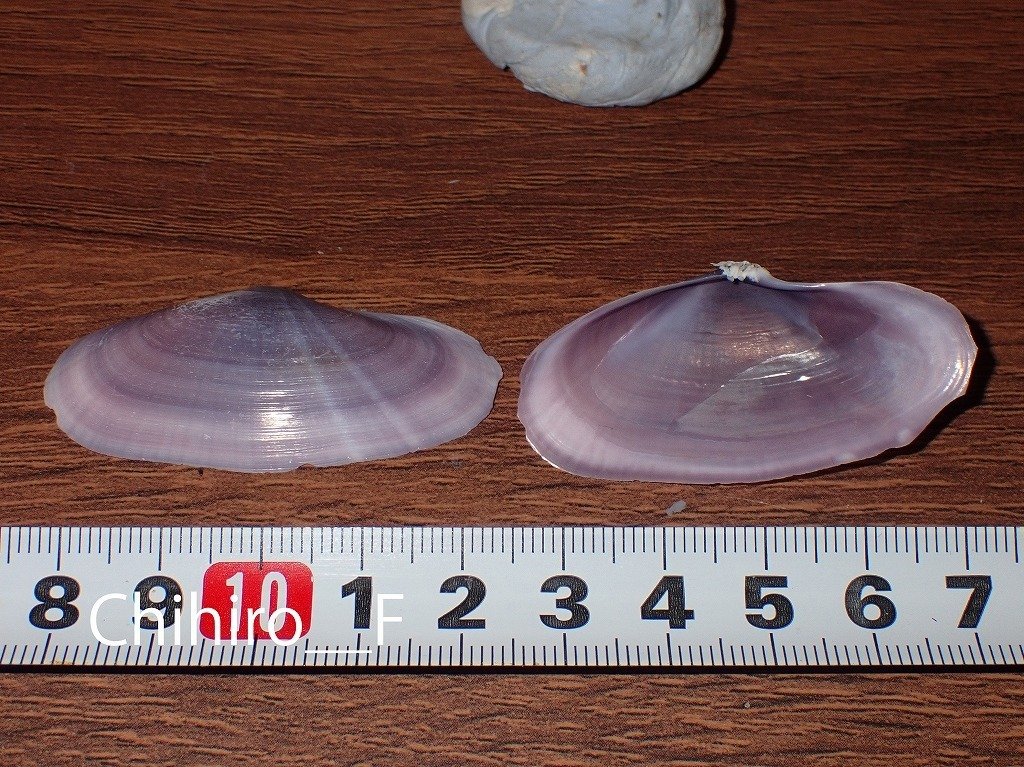 拾いに行くならこんな貝殻㉒オニサザエ、キサゴ、マスオガイ、ヤキイモ