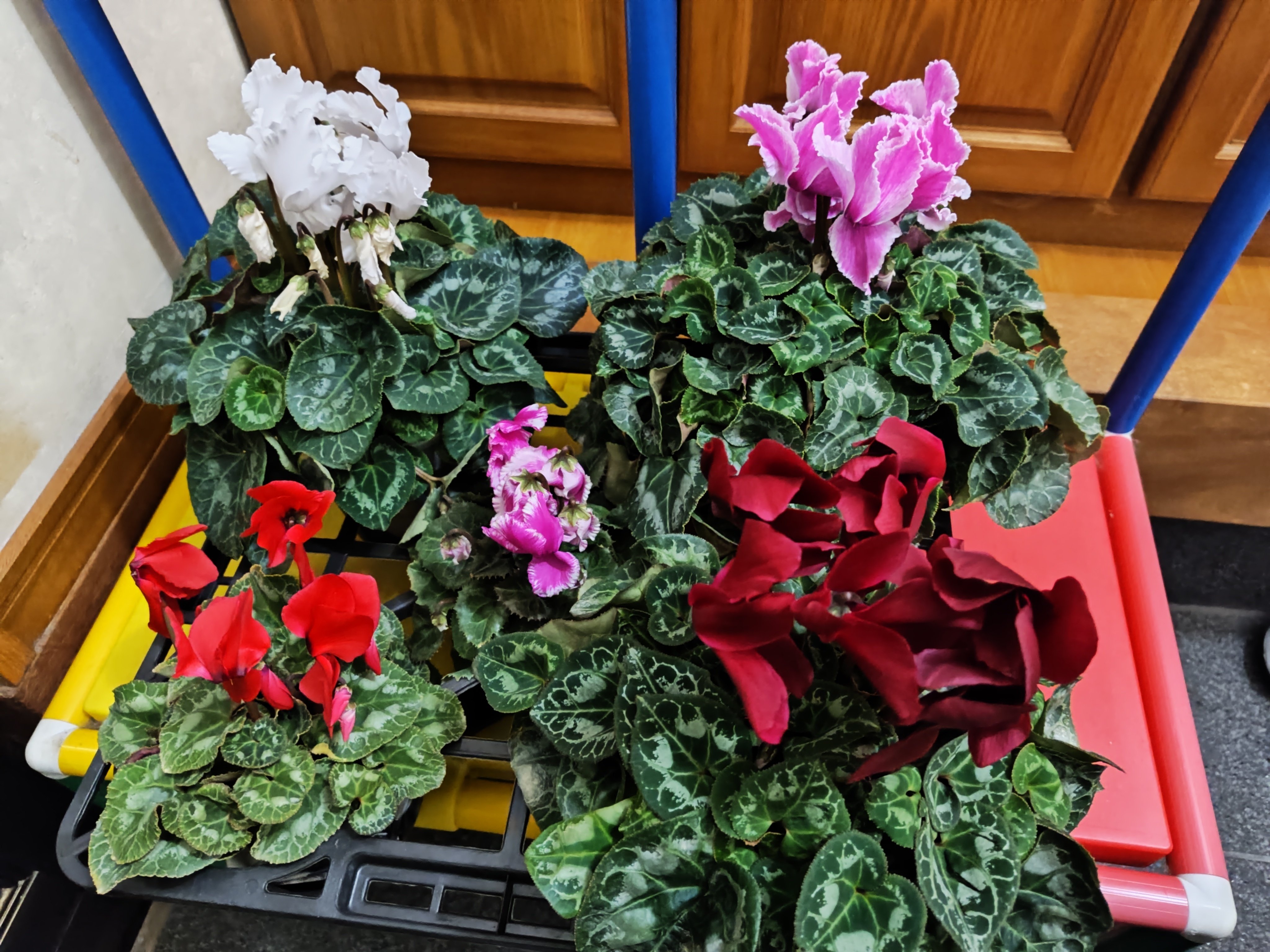 66.シクラメン 2｜しおん