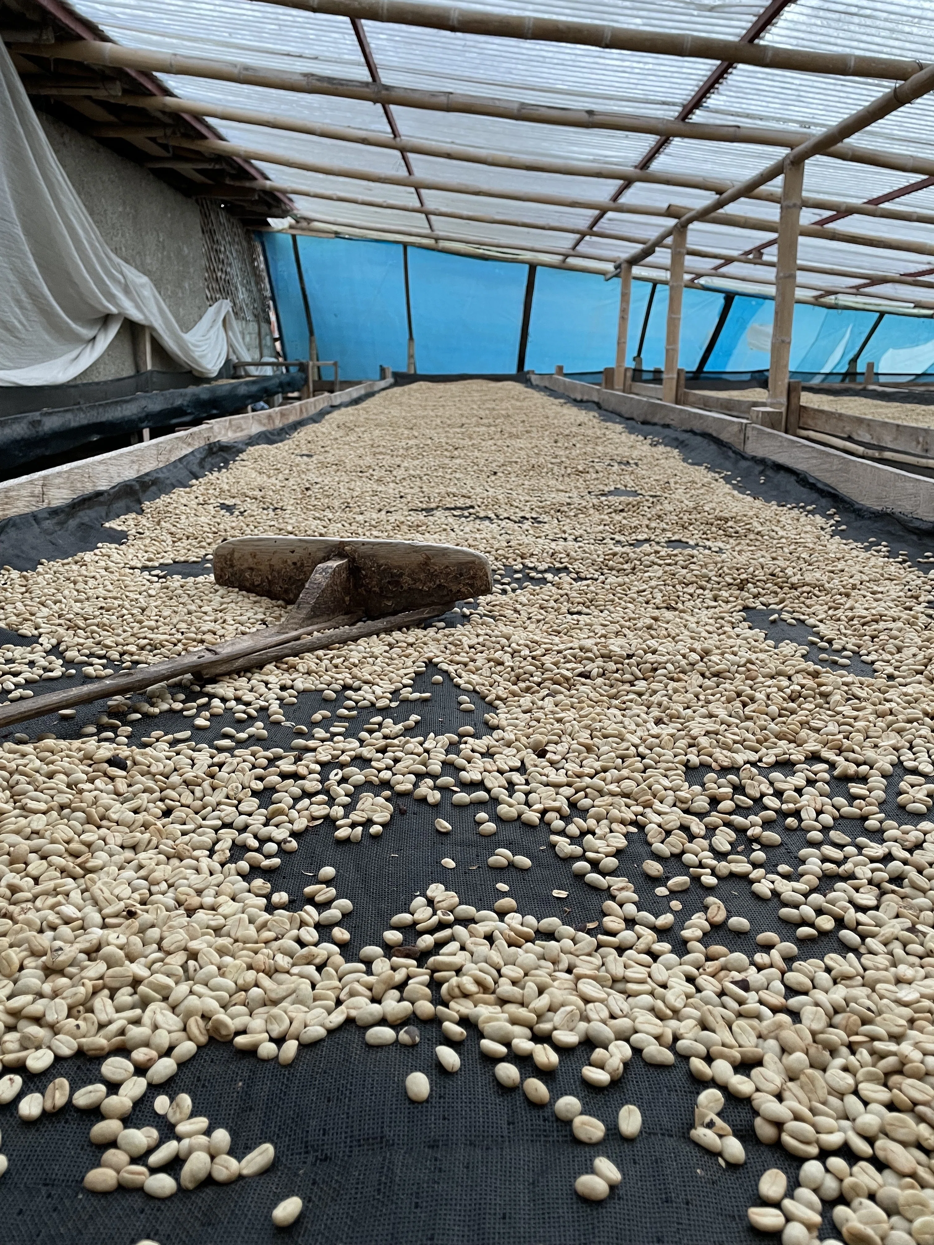 Origin Trip Report - Colombia 2025 - Day1】｜松村恵佑/Semilla