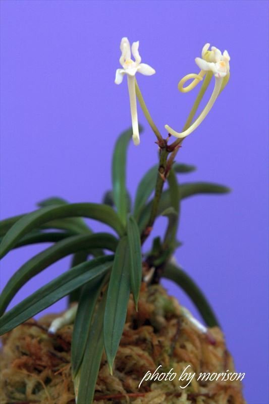 富貴蘭 白馬童子(慶賀柄の天咲き距無し花) 富貴蘭 白馬童子(慶賀柄の天