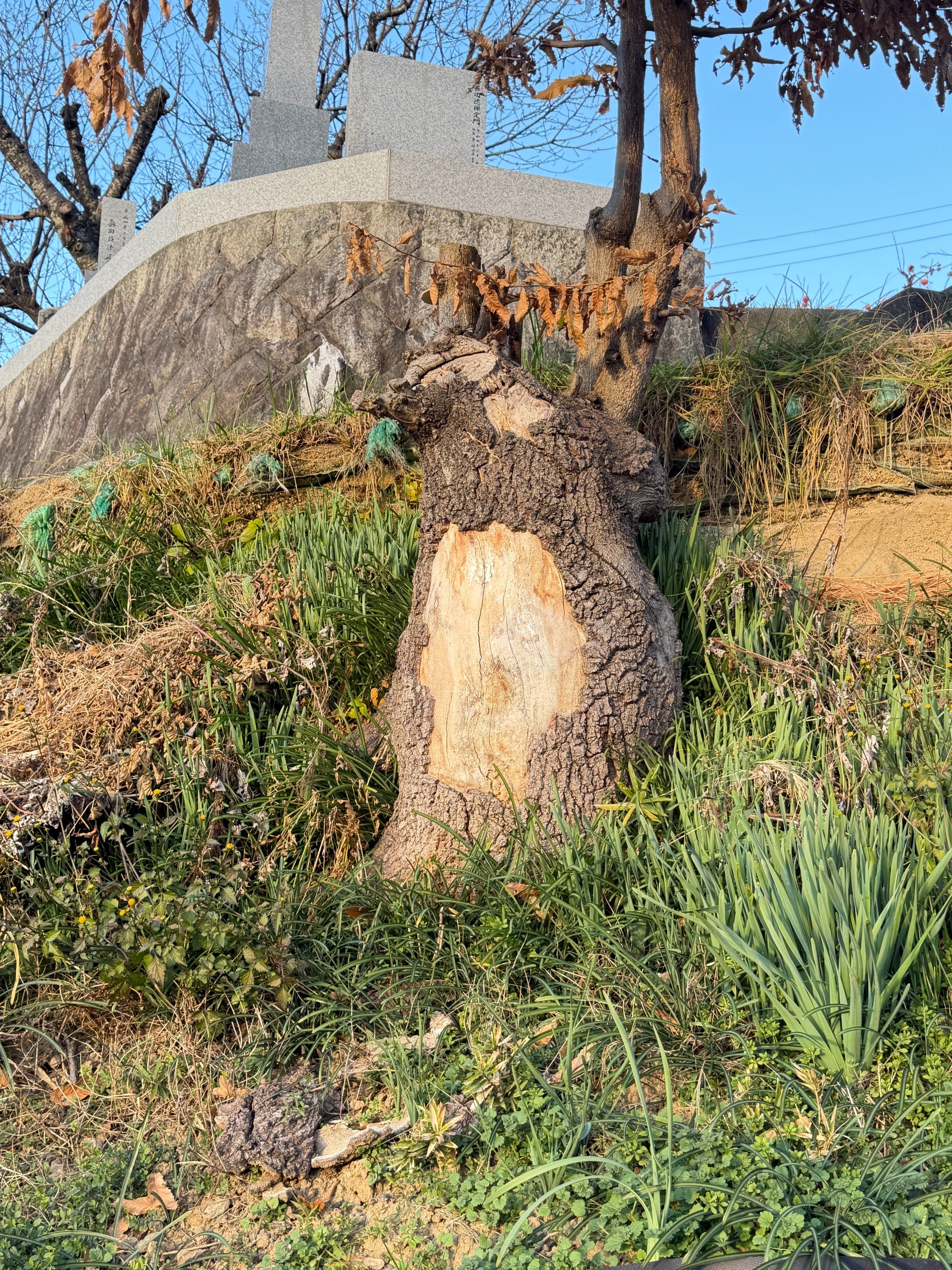 墳活］メスリ山古墳～リベンジ編～｜高坂正澄