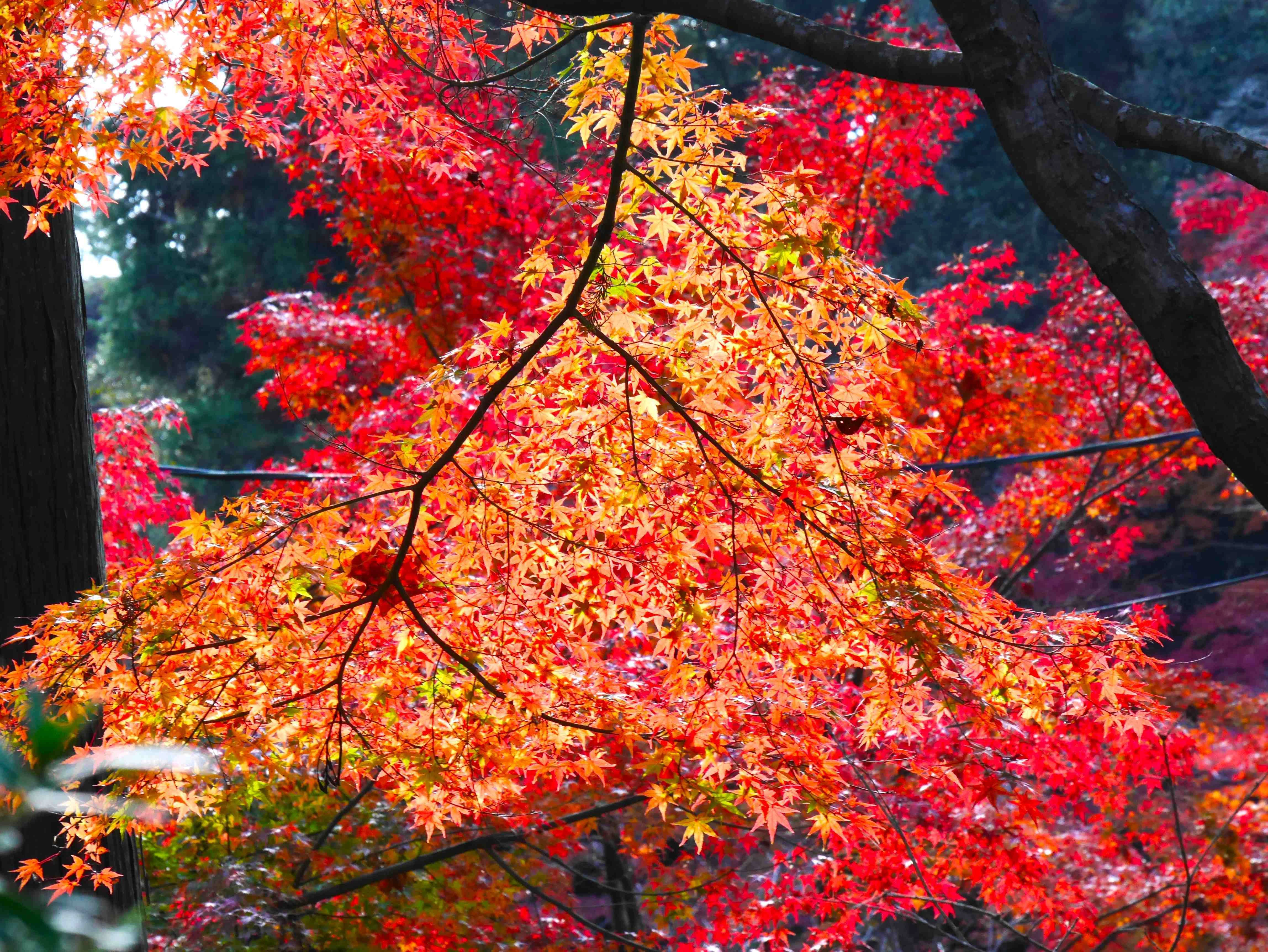 紅葉「い・ろ・は」 大切な想い出。秋 2026年明けましておめでとうございます／「2025年季節の花と紅葉/好き