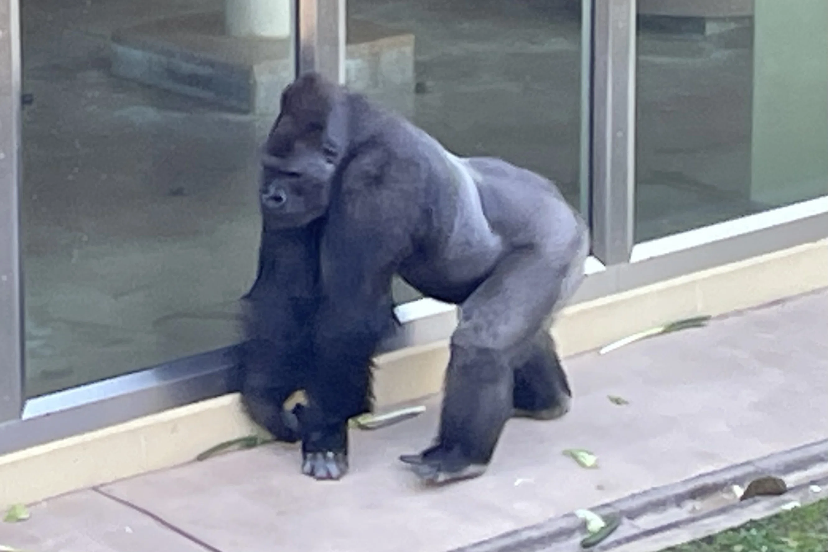 2025年最後の東山動物園。ゴリラのシャバーニとキヨマサの見分け方