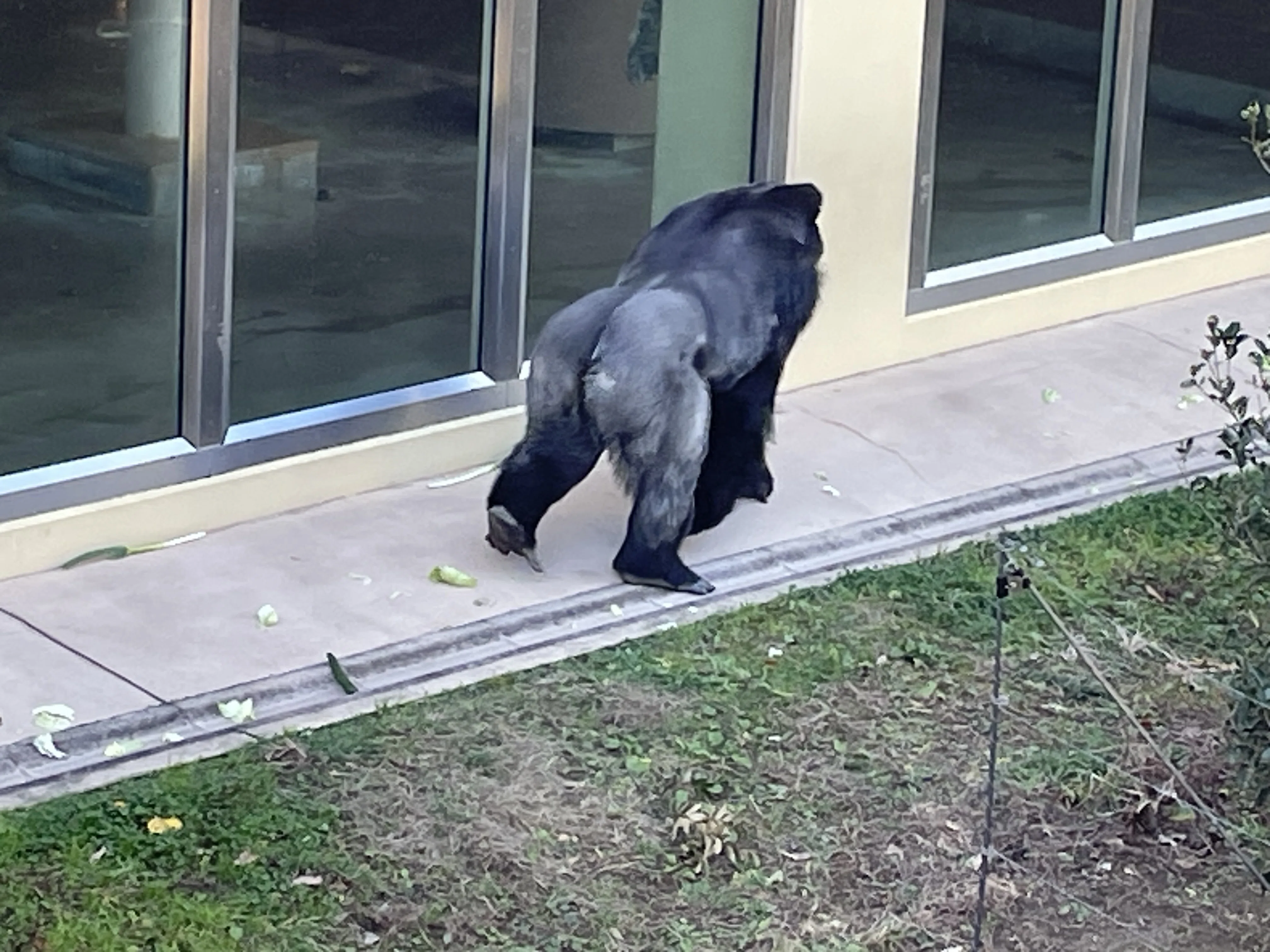2025年最後の東山動物園。ゴリラのシャバーニとキヨマサの見分け方