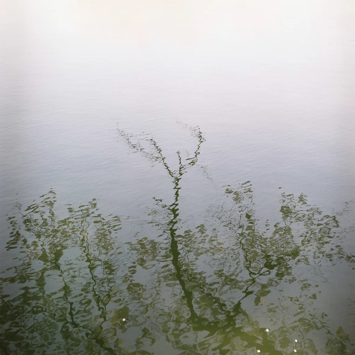 虚像｜HirotoSasaki(しぐれそう)