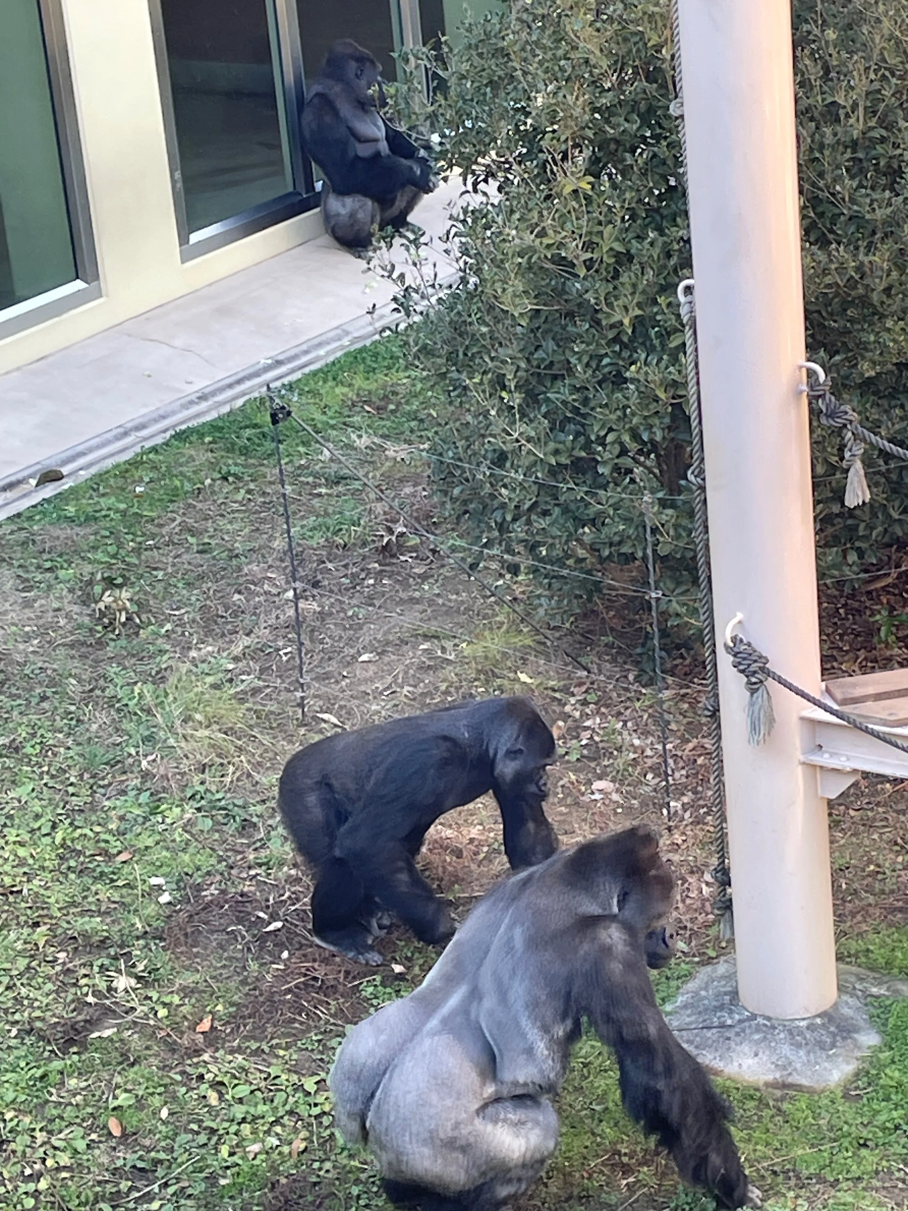 2025年最後の東山動物園。ゴリラのシャバーニとキヨマサの見分け方