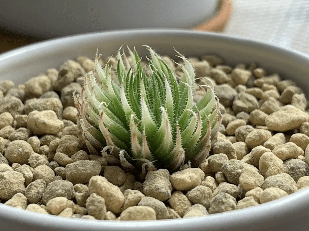 多肉植物 ハオルチア 氷鳳鸞 親株 9.5cm鉢 最高の氷凍透明感 多肉植物：ハオルチア 氷の世界*4.5cm 現品 一品限り : 遊恵盆栽