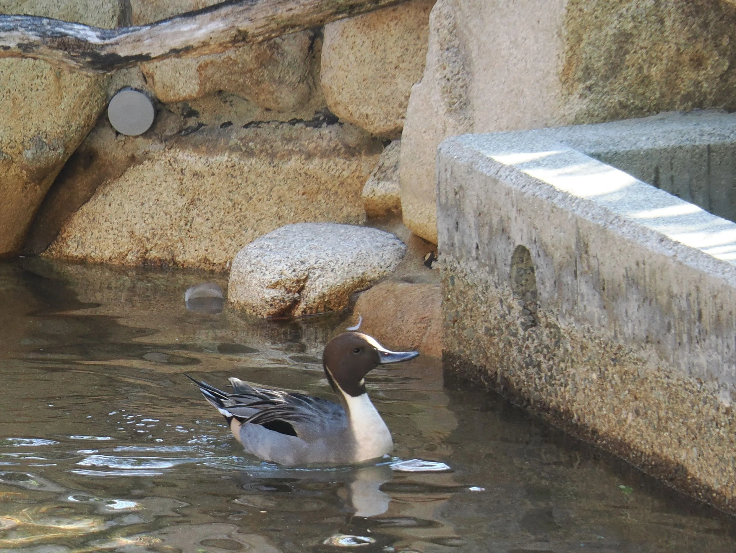 動物園ではあまり見かけないカモ│オナガガモ Pintail｜M_ayumi