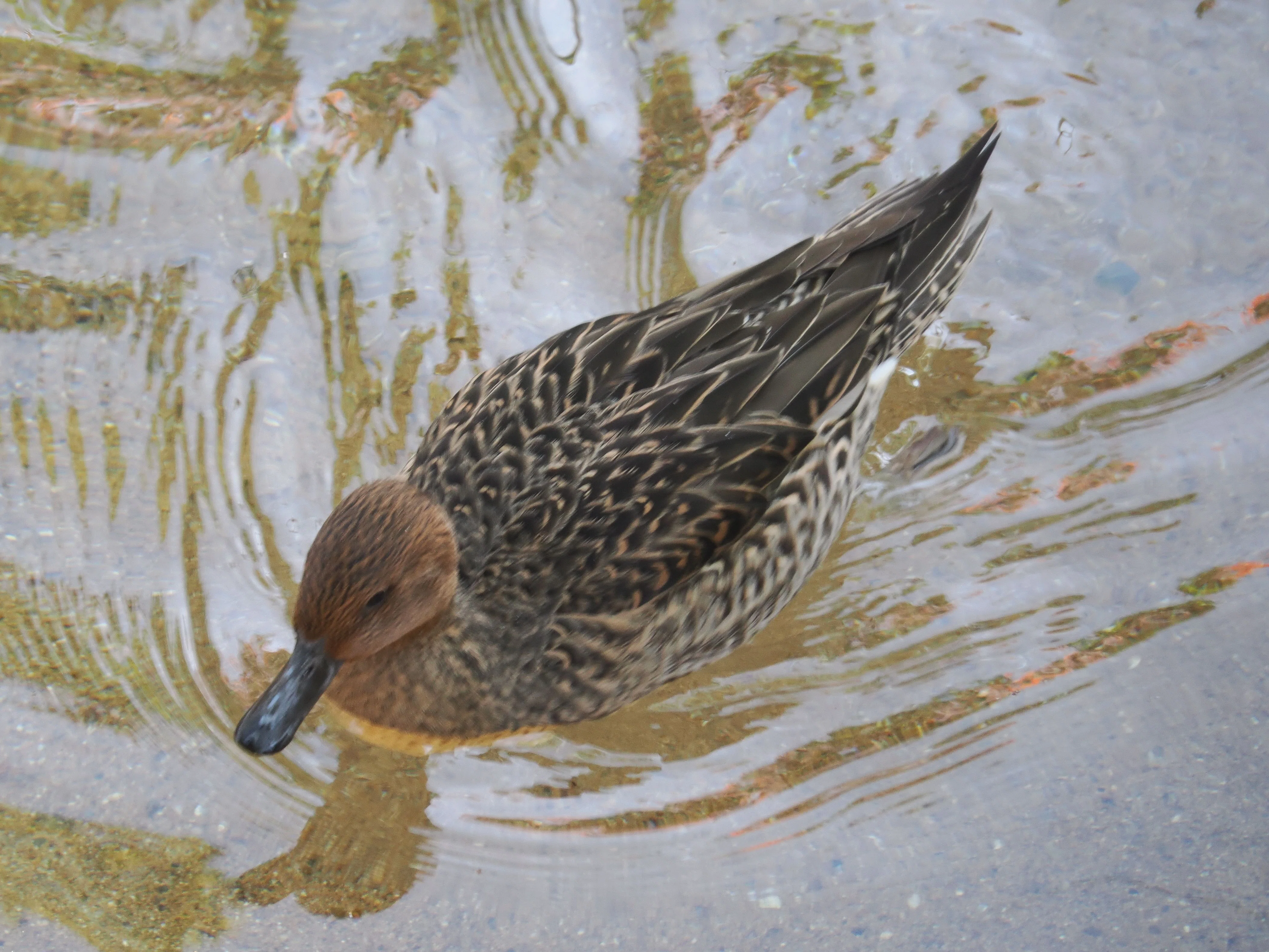 動物園ではあまり見かけないカモ│オナガガモ Pintail｜M_ayumi