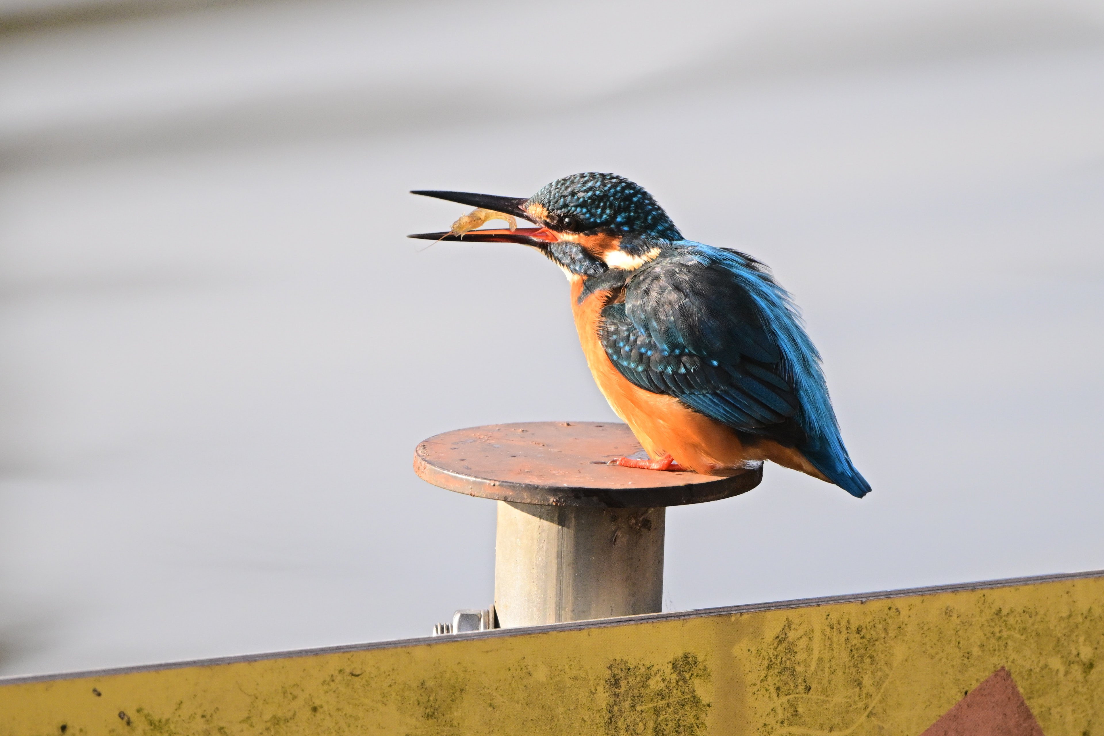 2025年まとめ① 私はこんな写真を撮ってました｜シェル