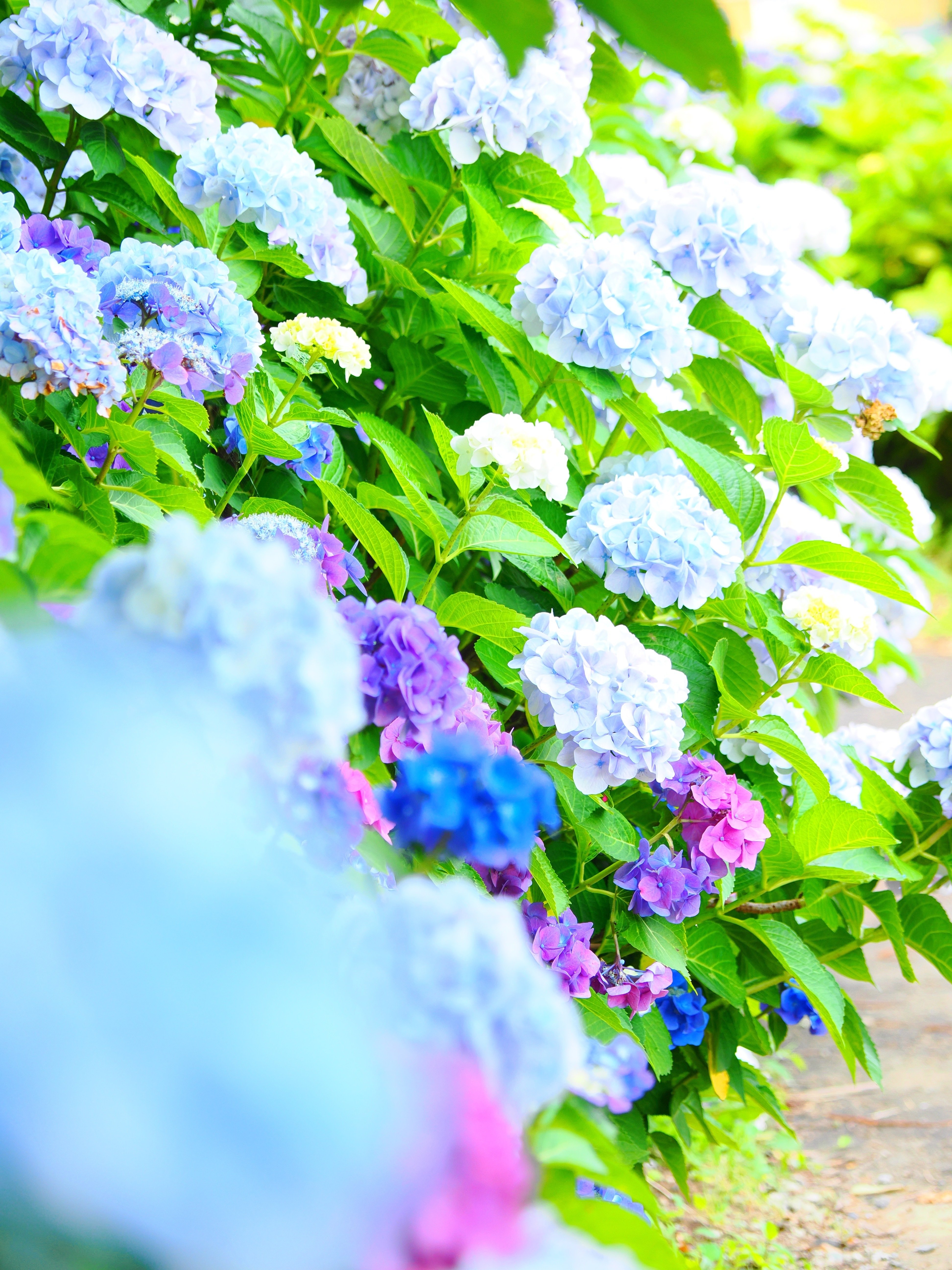 花の写真10｜紫陽花｜kose0820