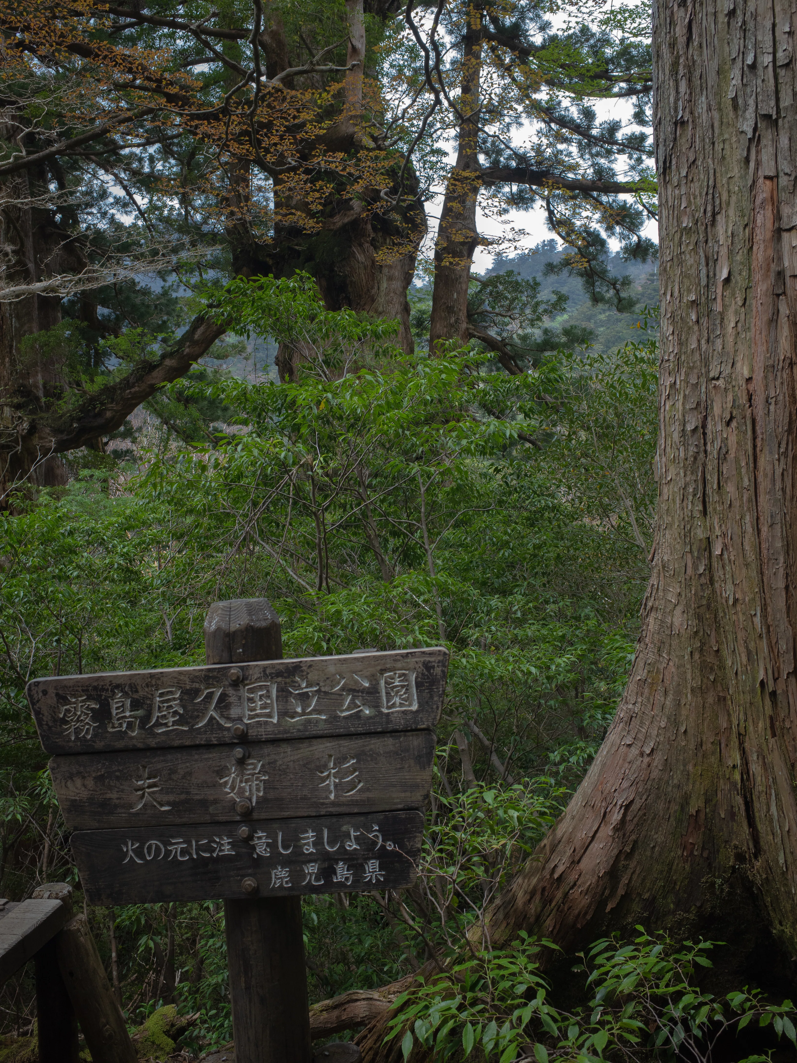 鹿児島県 屋久島 | 縄文杉 日帰りトレッキング｜a.n