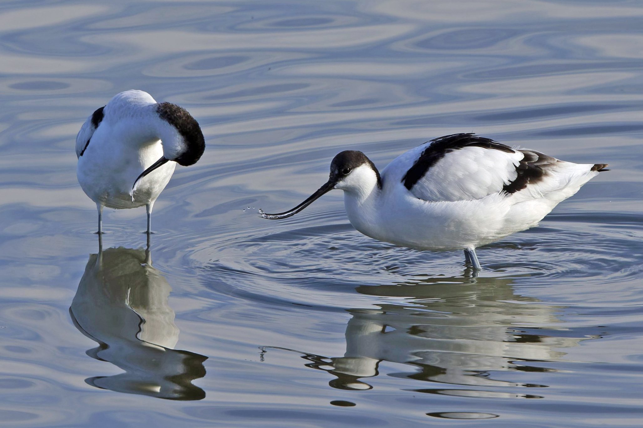 水鳥公園のアボセット【山陰の旅】｜しろち