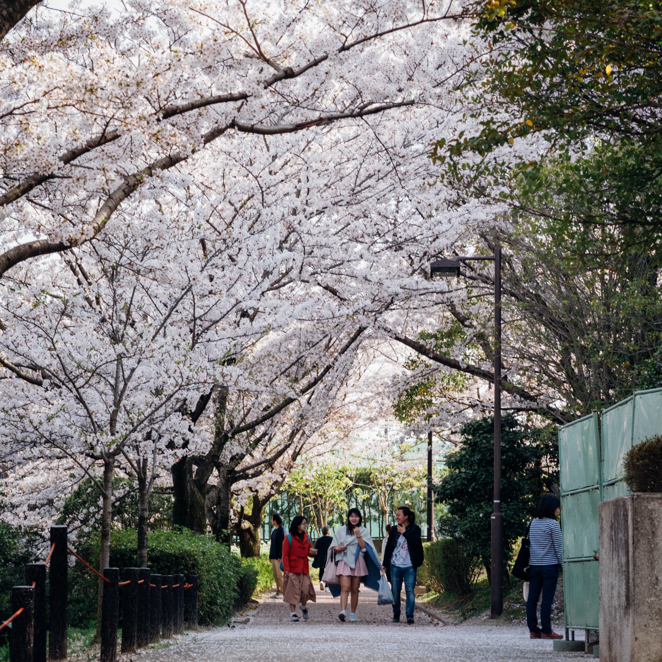 α7Ⅲがついにやってきた── 5年ぶりの新調と桜の試し撮り（愛知