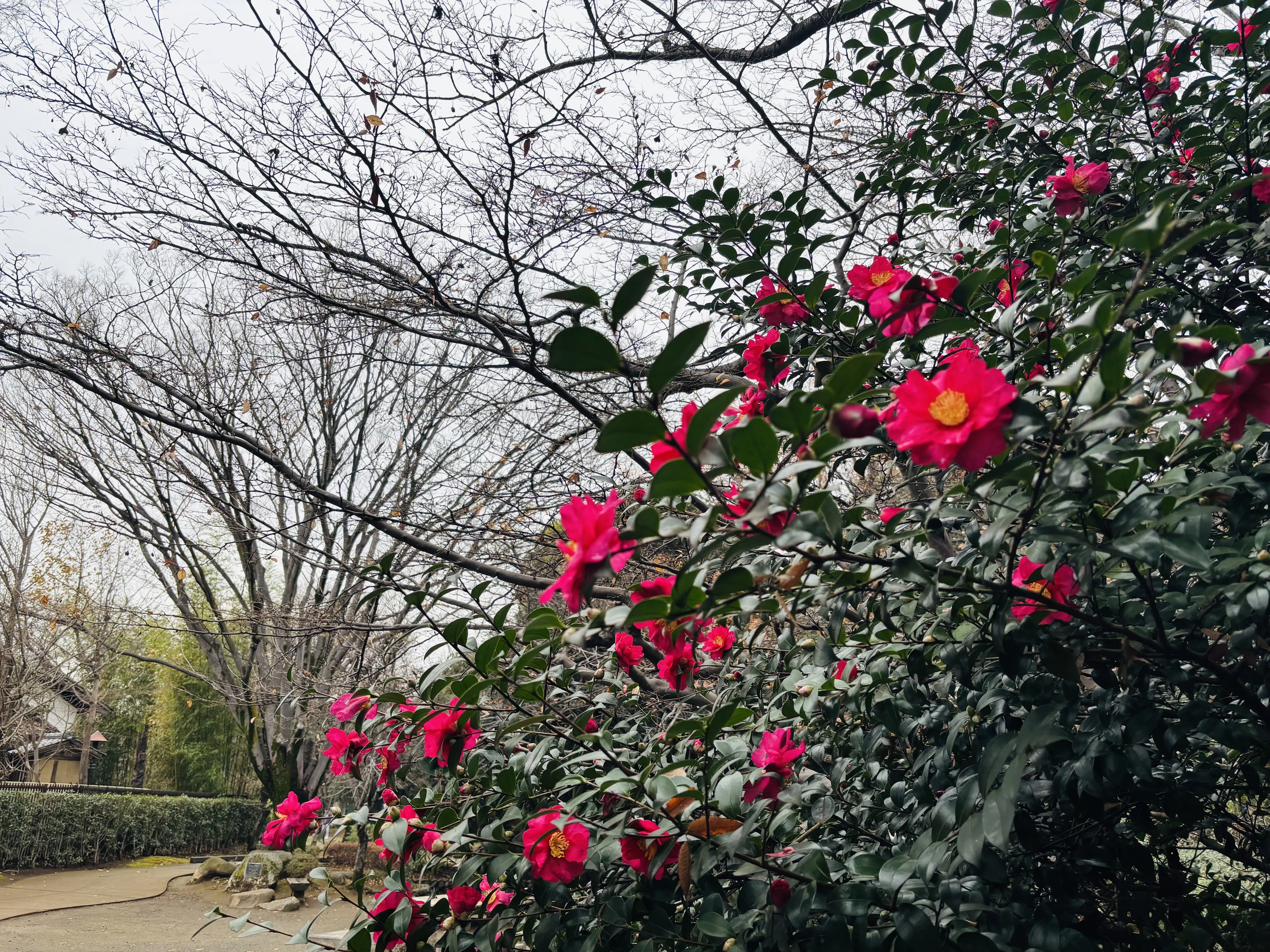 年末に思う-12月4週目｜高河ゆん