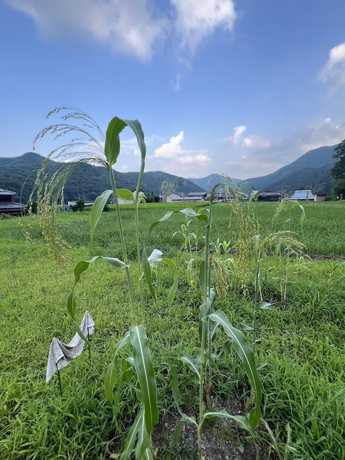 Year-End Reflections -The Body Becoming a Broom-｜Yota Maeda 前田 陽太
