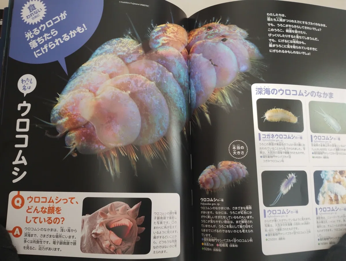 自分は浅瀬で生きる深海生物ではないか?丨深海に戻れる3種の神器丨同じ圧に耐えられる深海探査機が見つけてくれる|Hope A