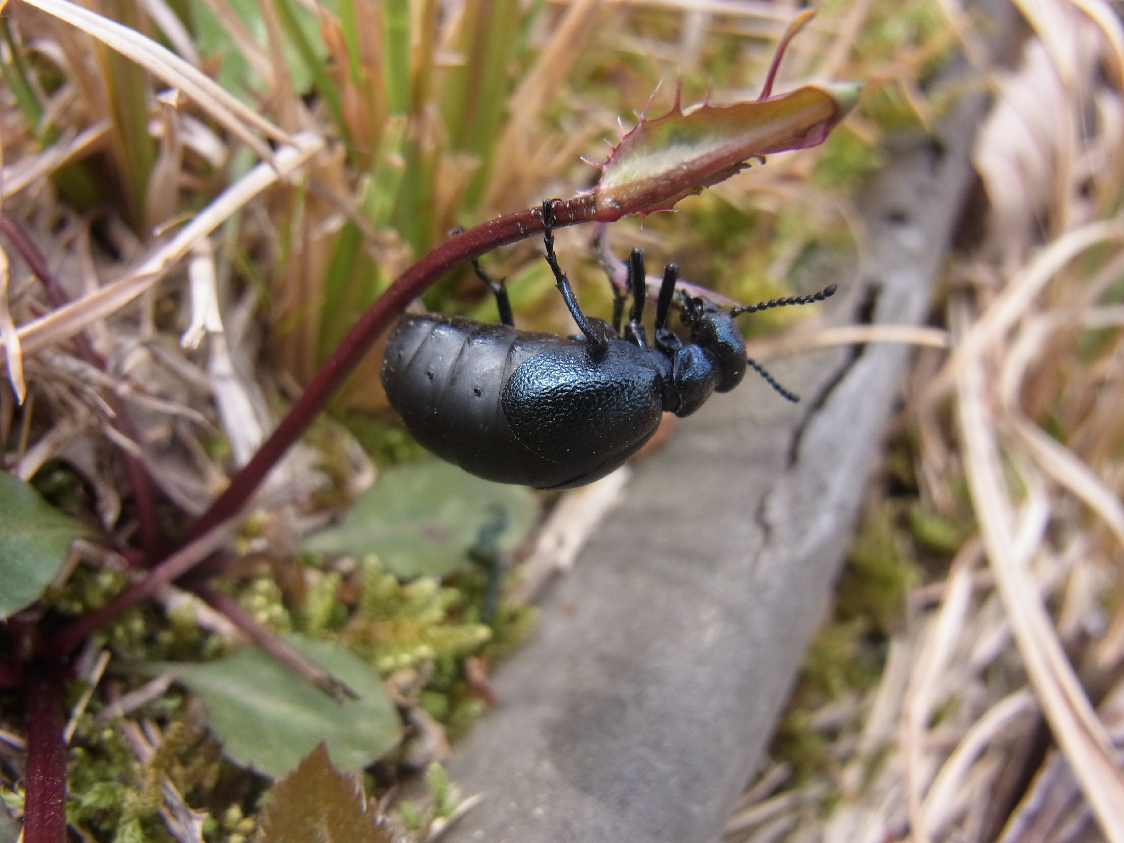 ツチハンミョウ｜吉富博之