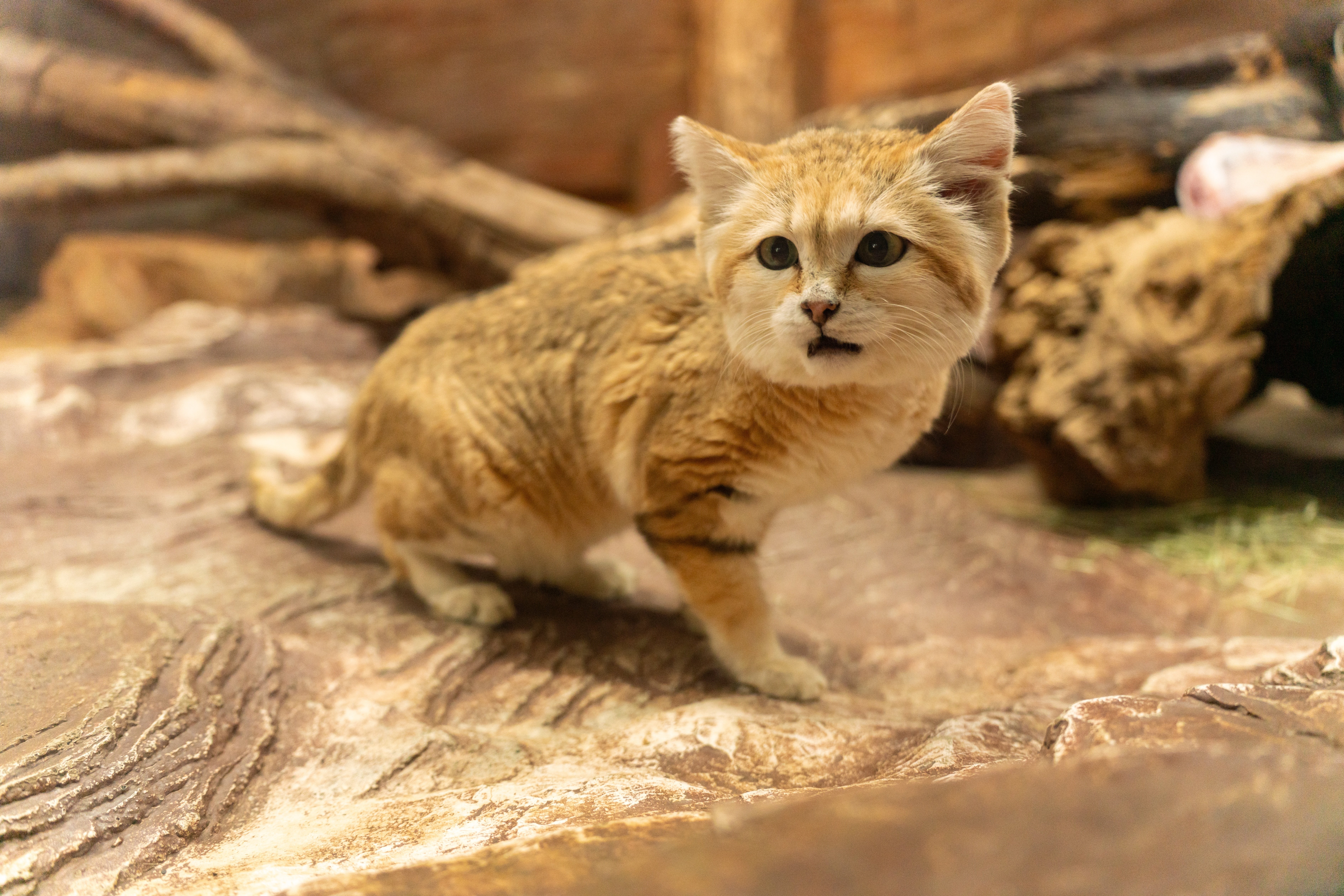 スナネコ（シャリフ） 搬出のお知らせ｜那須どうぶつ王国公式note