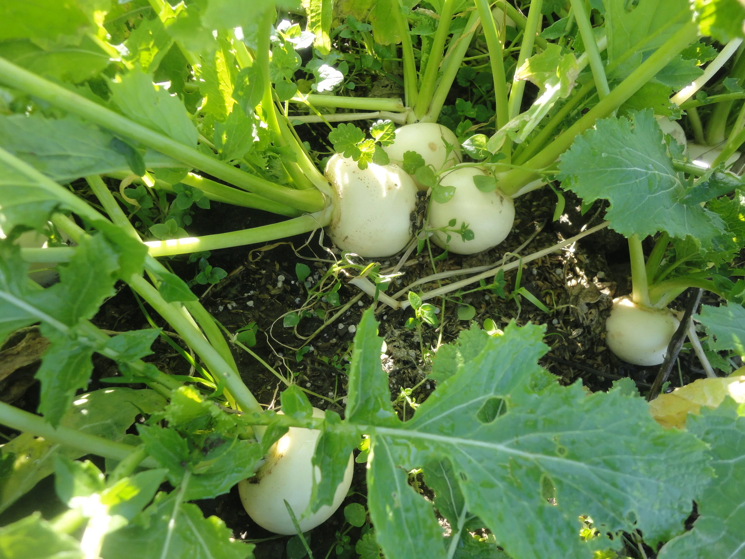 菜園で育っている、いろいろな野菜たち｜東近江トレイル探訪、繖山・箕作山
