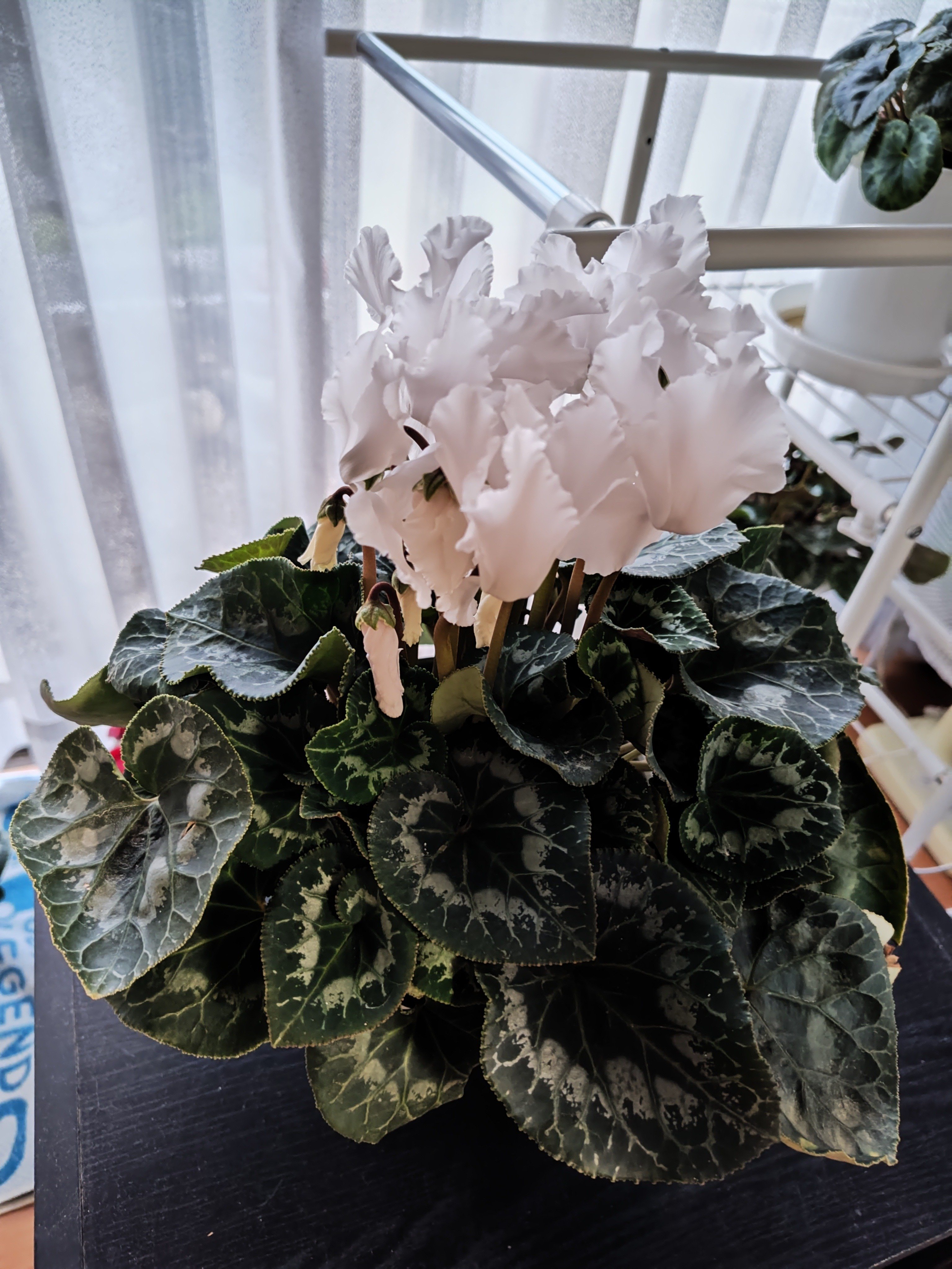 ❣️シクラメンです。２点おまとめ ❣️シクラメンです。2点おまとめ ❣️シクラメンです。2点おまとめ