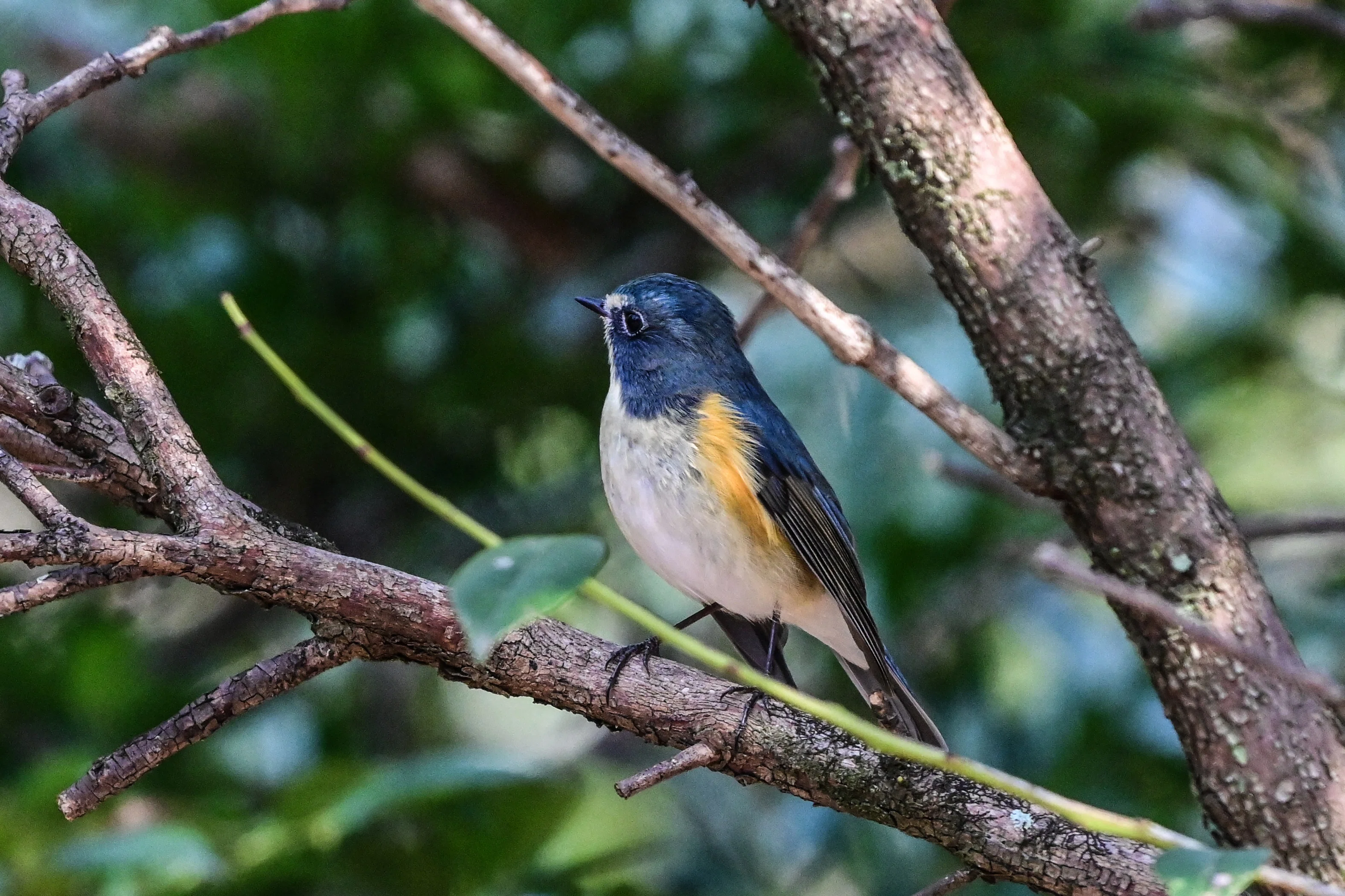 今年最後の鳥活はルリビタキでした。｜やすひこ
