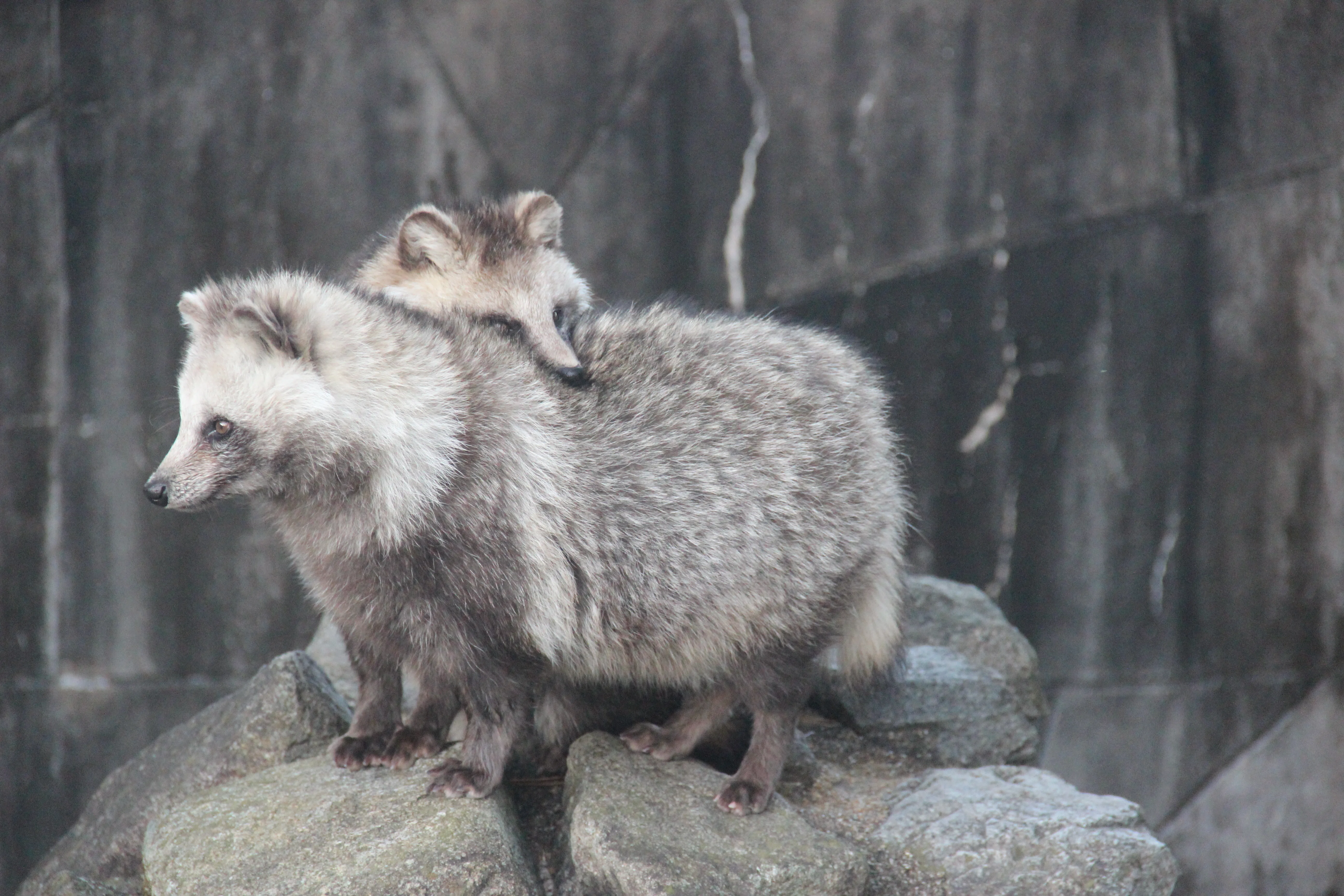 宮崎市フェニックス自然動物園2025/12/25/ホンドタヌキ/動物写真/宮崎