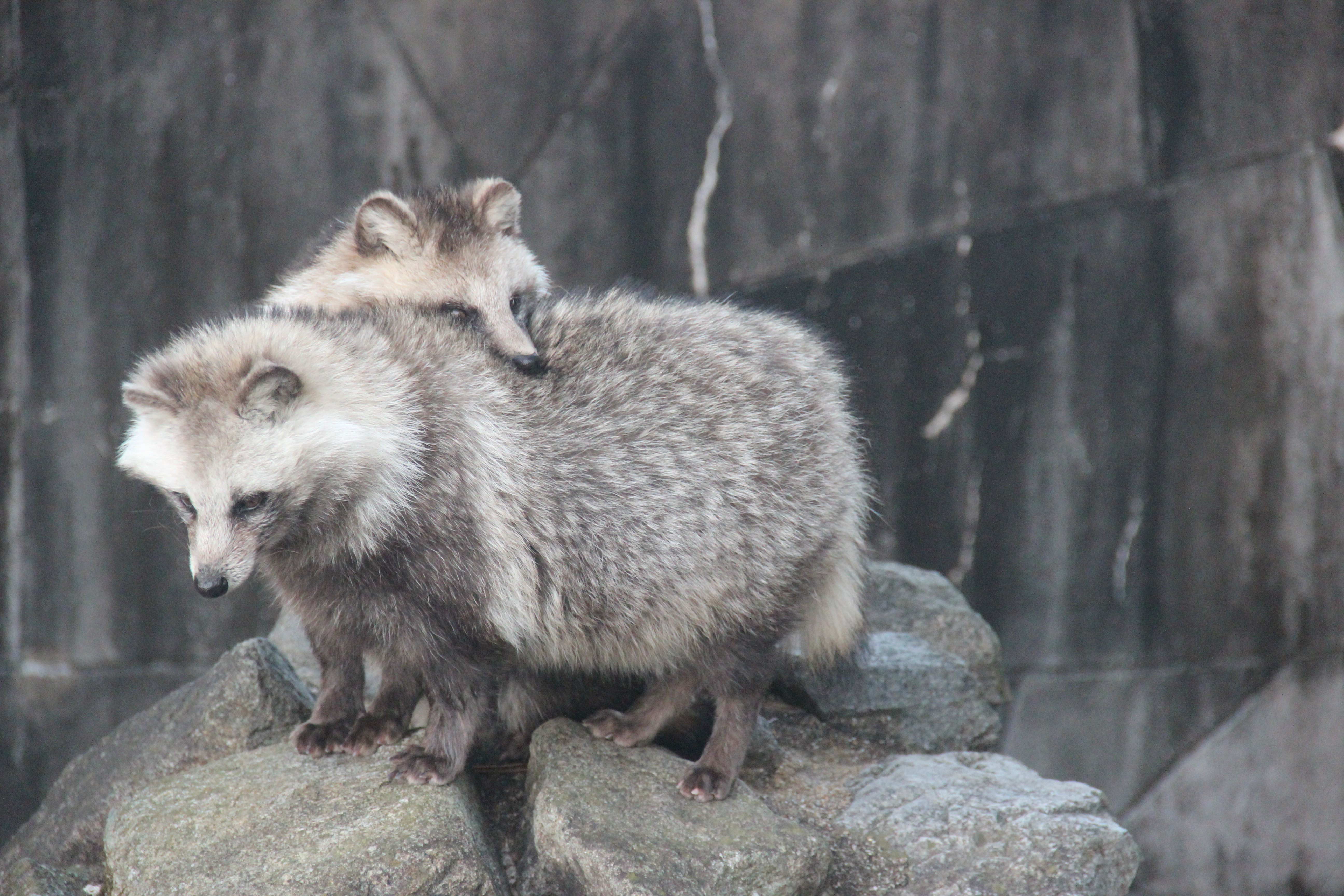 宮崎市フェニックス自然動物園2025/12/25/ホンドタヌキ/動物写真/宮崎