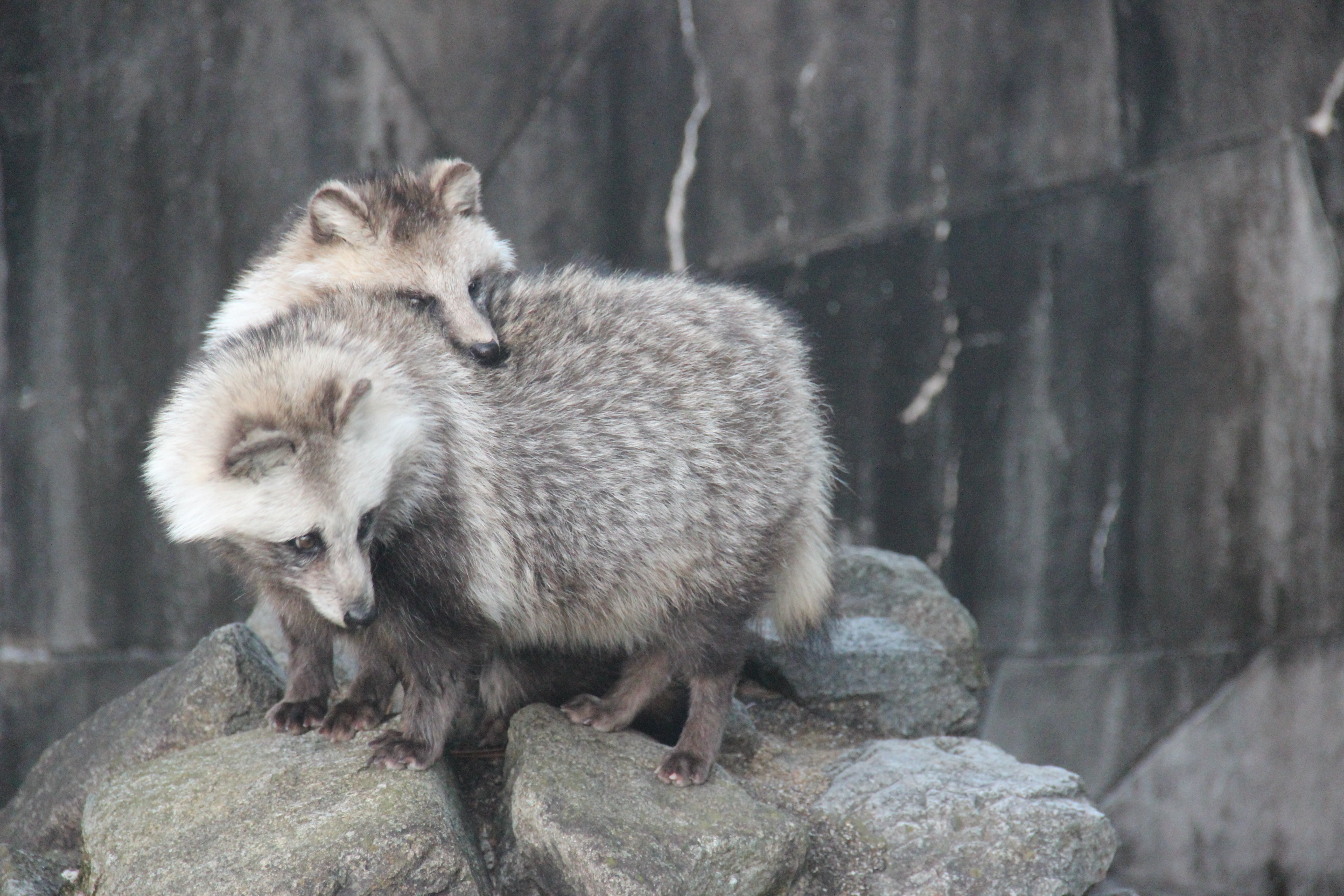 草木と小さな動物 宮崎市フェニックス自然動物園2025/12/25/ホンドタヌキ/動物写真/宮崎