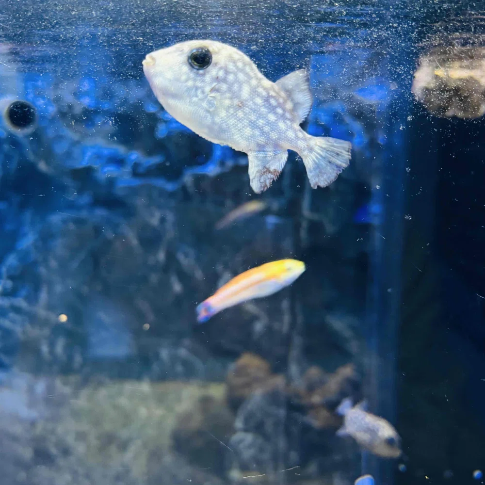 ぼっちたびろぐ in 幼魚水族館｜星空照美🌟🌠