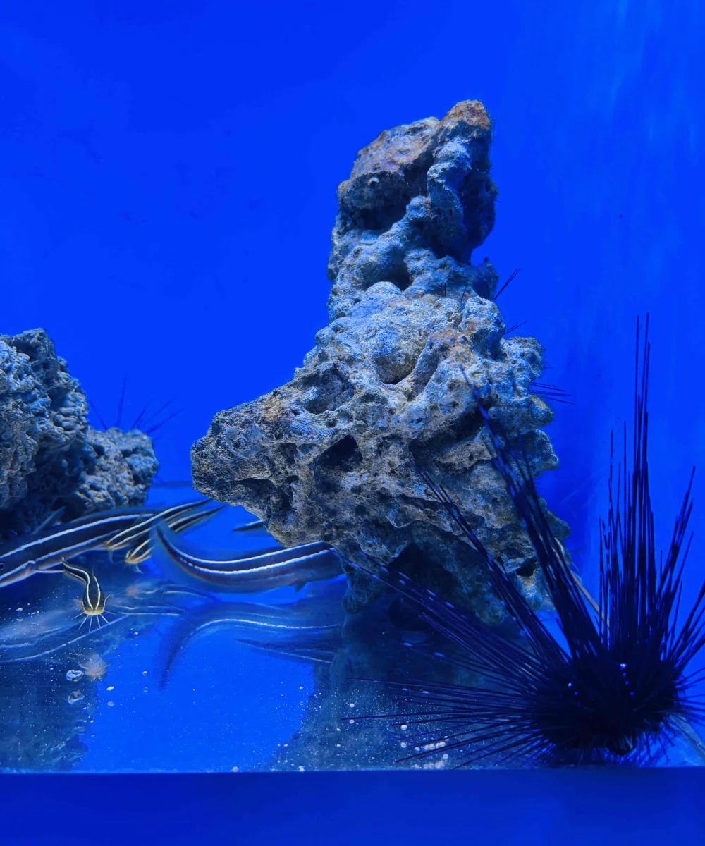 ぼっちたびろぐ in 幼魚水族館｜星空照美🌟🌠