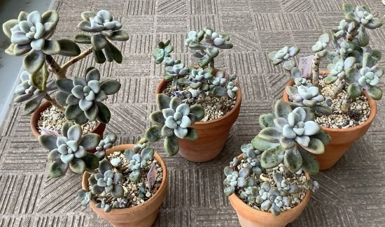 だるま秀麗（クラプトペタルム属）②｜ひなよっこ