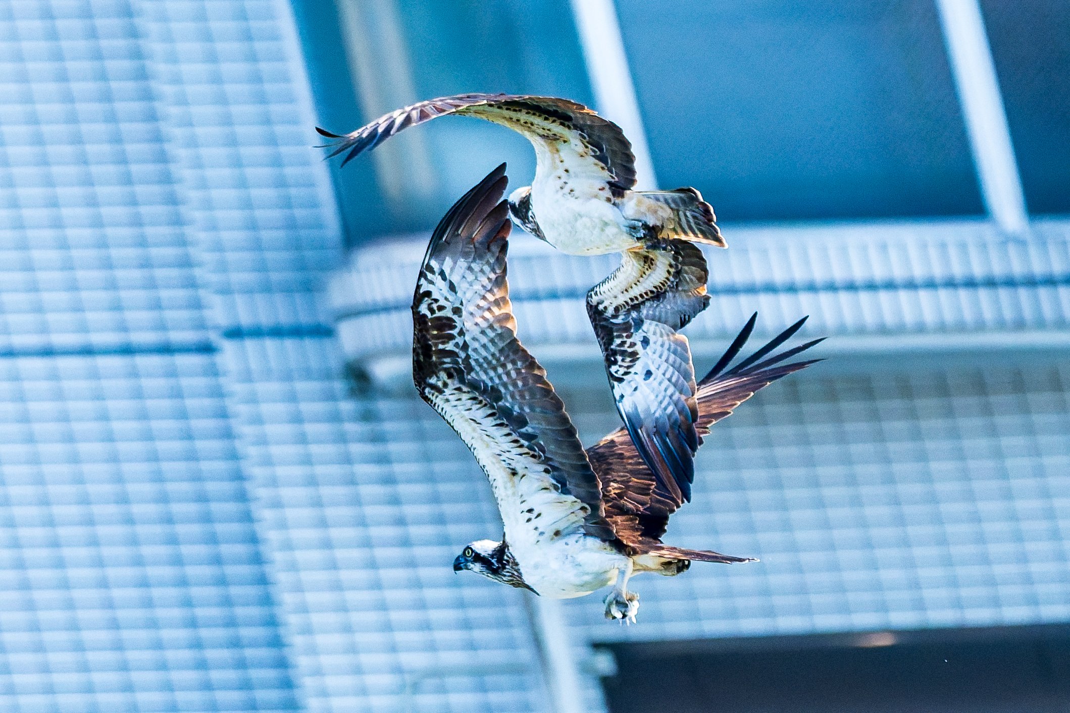 2025/12/18の野鳥(ミサゴ、ウグイス)｜K.Y.