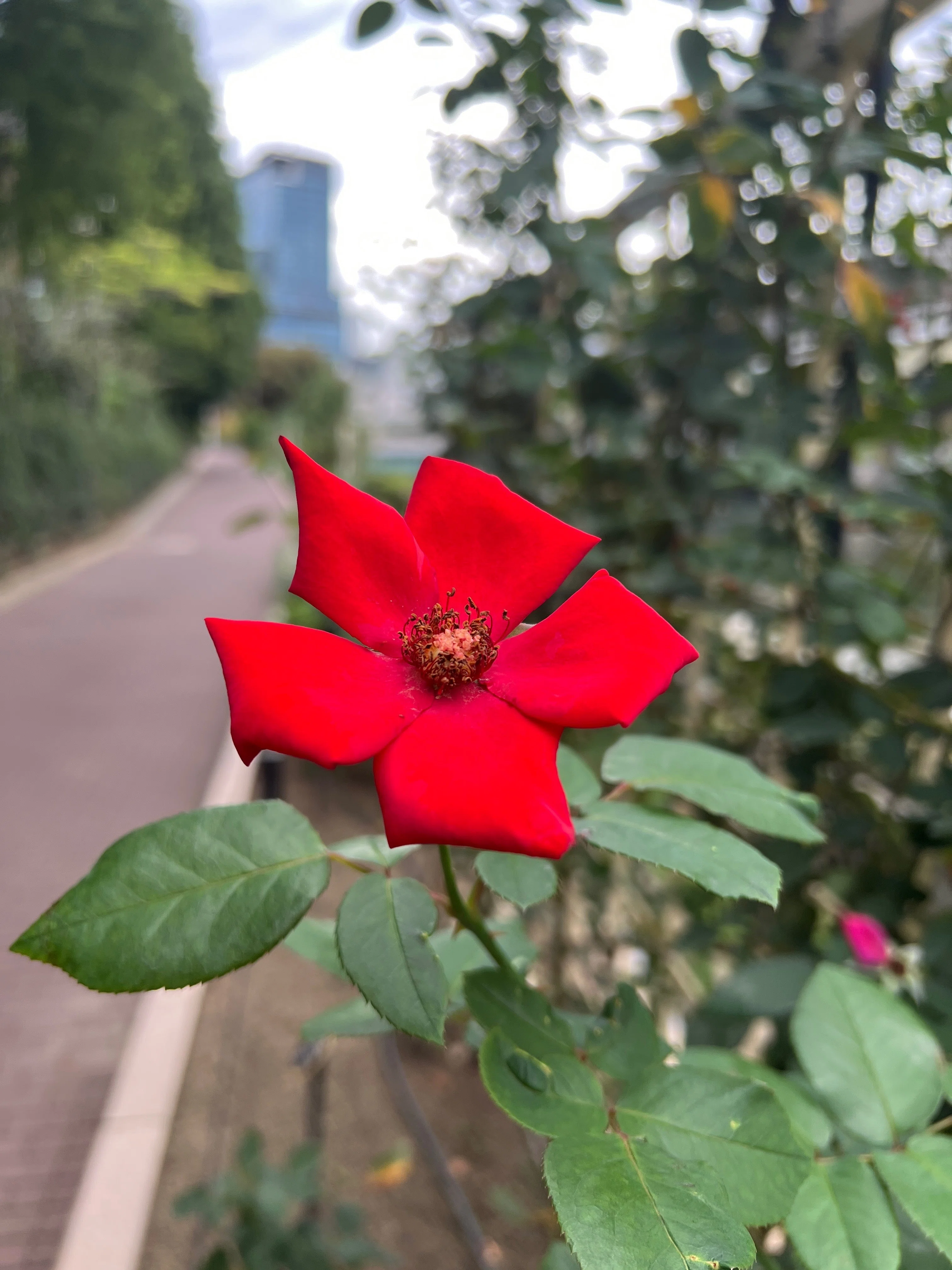 🇫🇷Altissimo🌹Nakanoshima Rose Garden｜ぱぽにゃん🌹薔薇を愛する投資家
