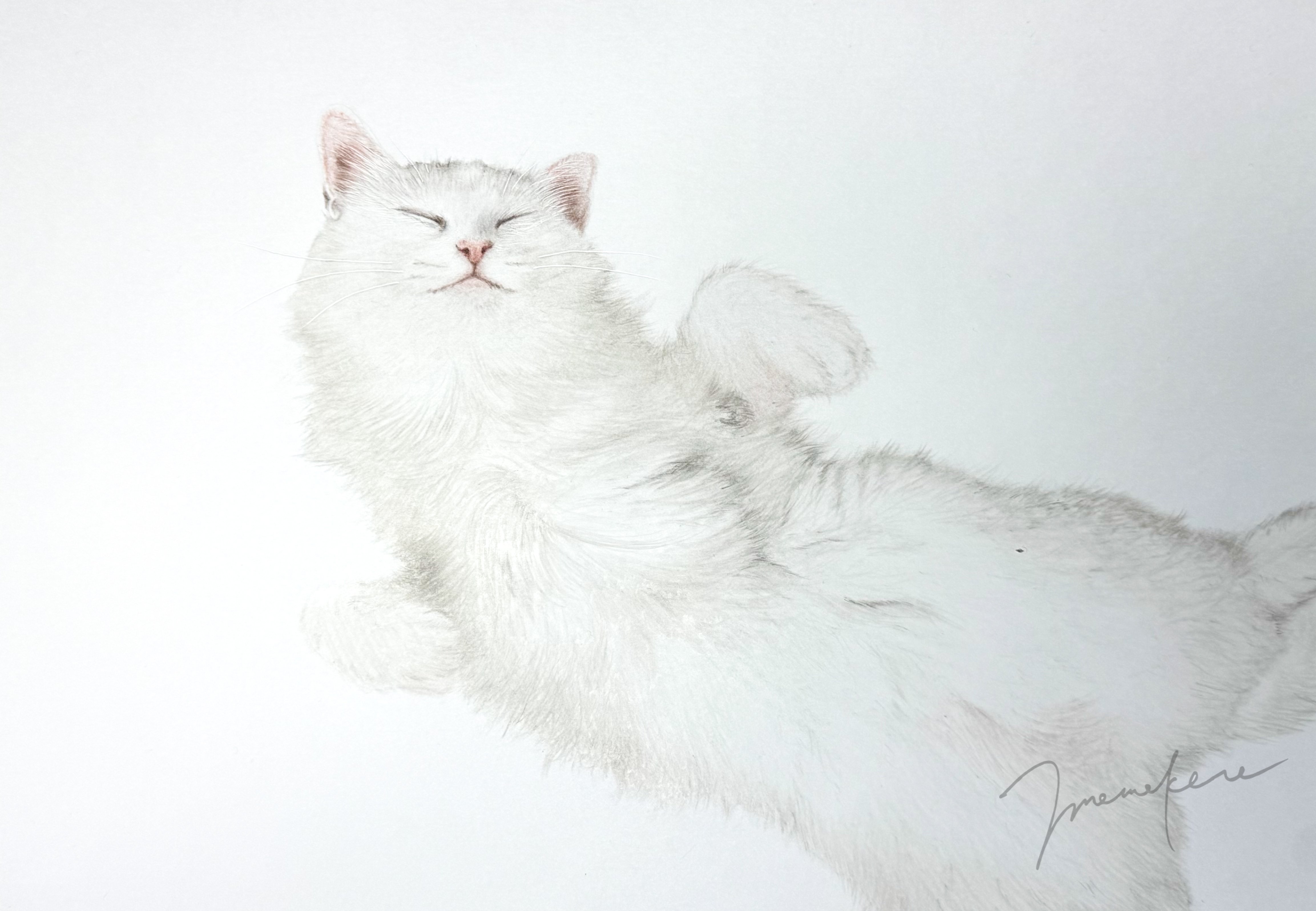 白猫ちゃんを描いていきます｜mamekoro