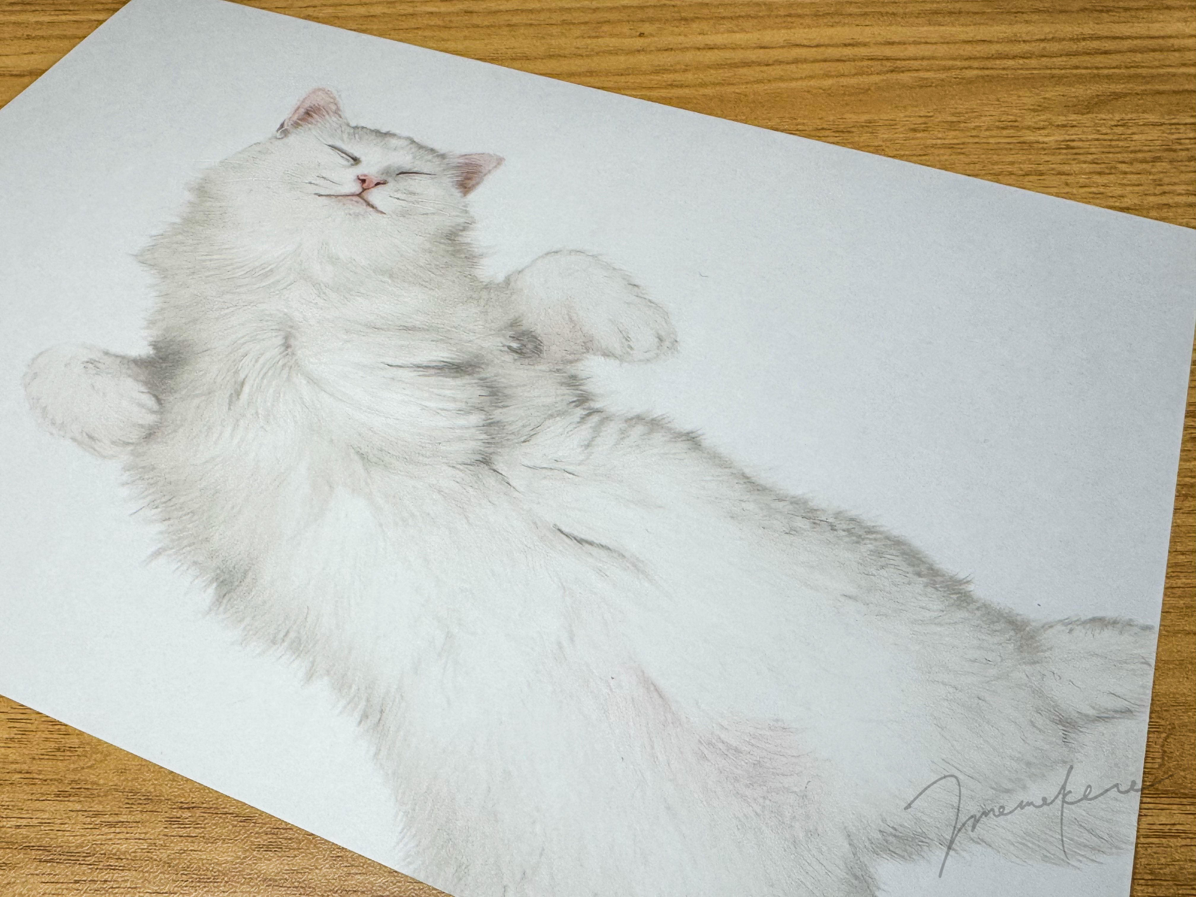 白猫ちゃんを描いていきます｜mamekoro