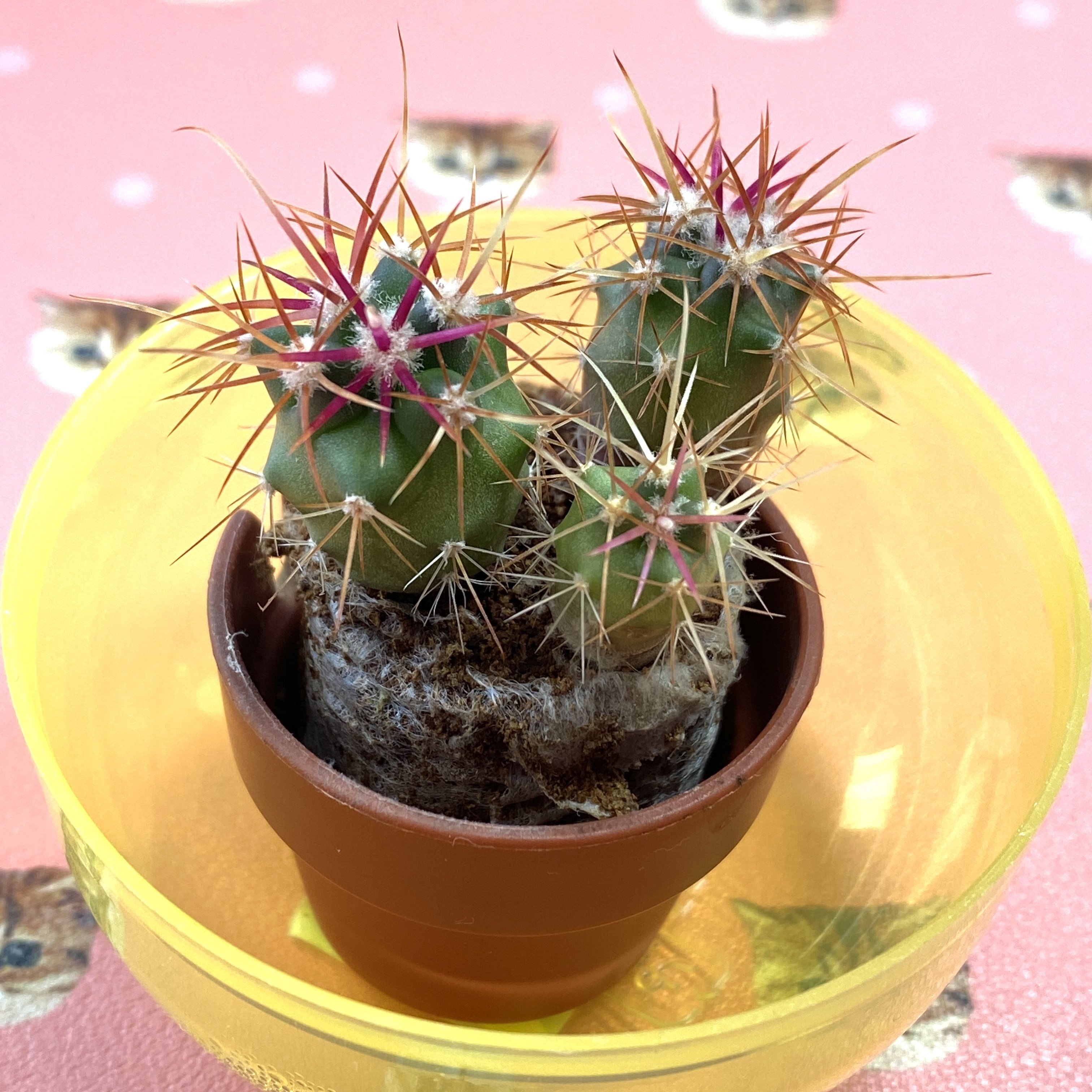 第三回｜サボテン栽培観察日記｜2025（3）｜阪 美黎